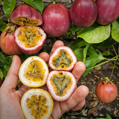 Buy Passion Fruit Plant – Passion Fruit Vine for Sale – M M Nurseries