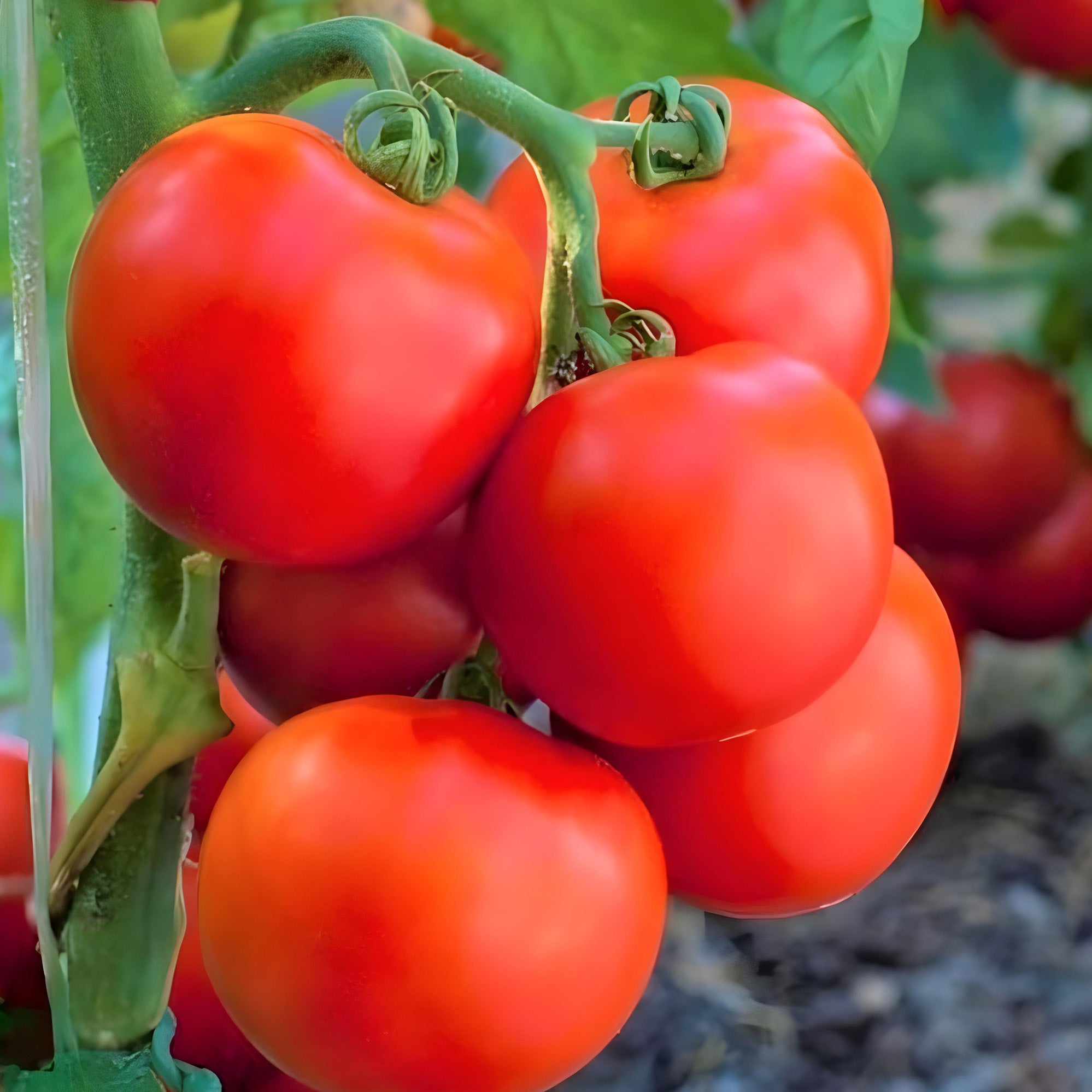 Early girl tomato plant ( Pre-Order for May 2026 )
