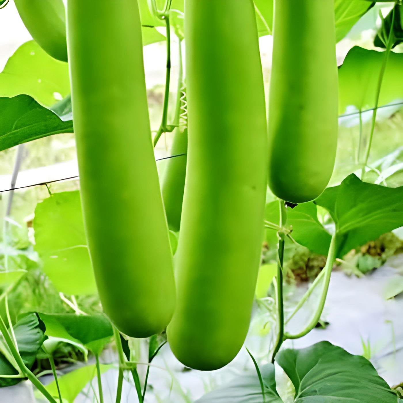 Long Bottle Gourd ( Pre-Order for May 2026 )