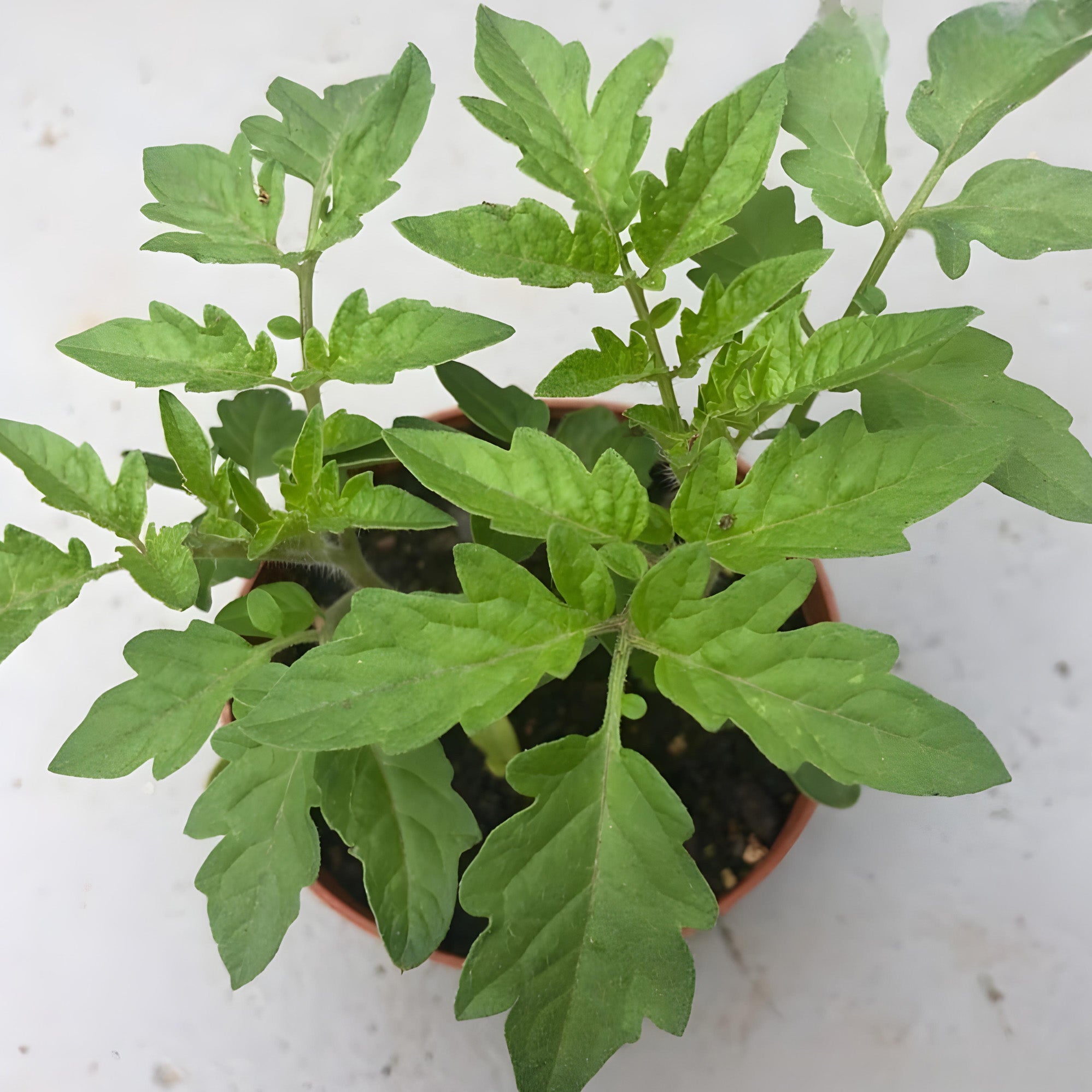 roma tomato plant in pot Roma tomato plant ( Pre-Order for July 2026 )