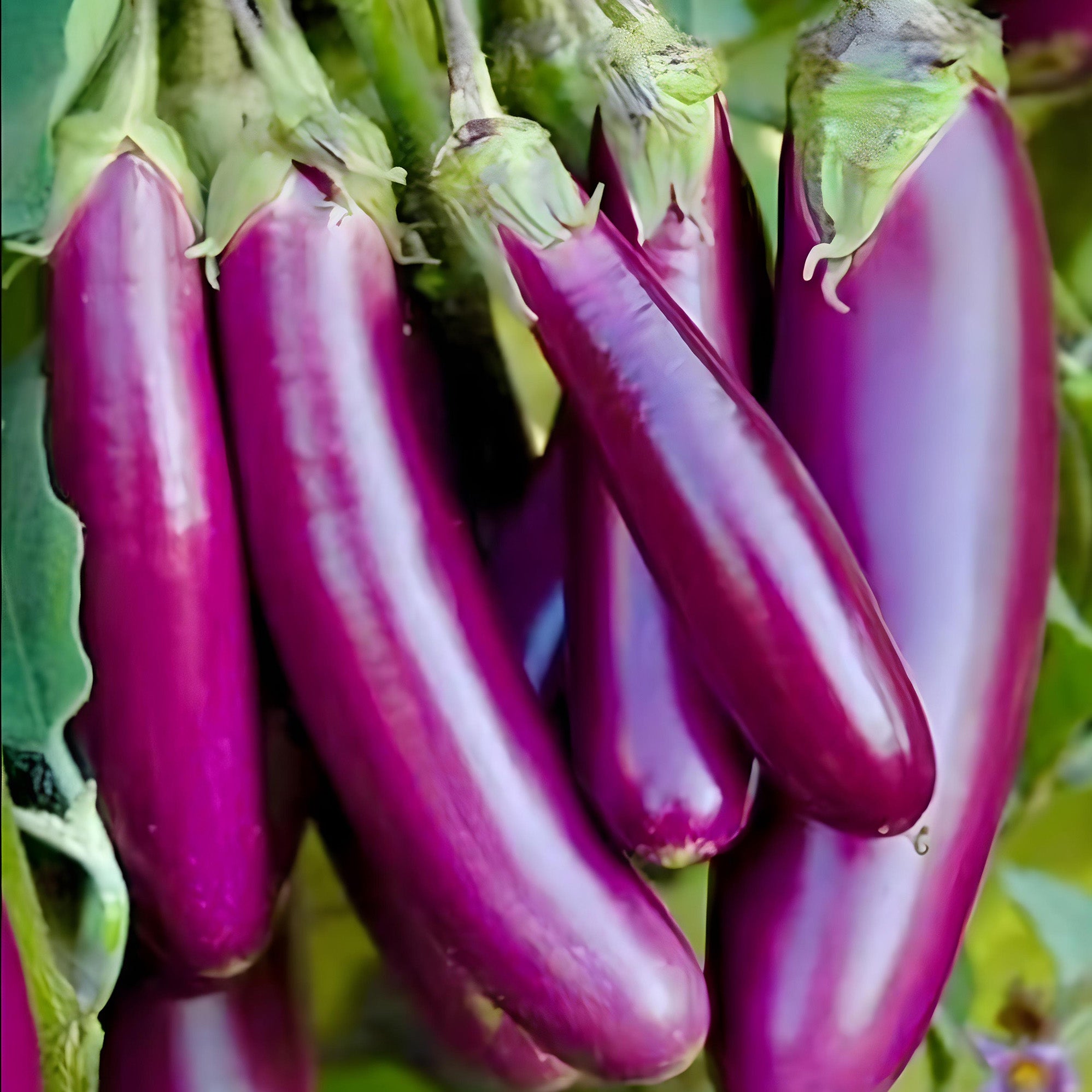 Long Purple Eggplant ( Pre-Order for May 2026 )