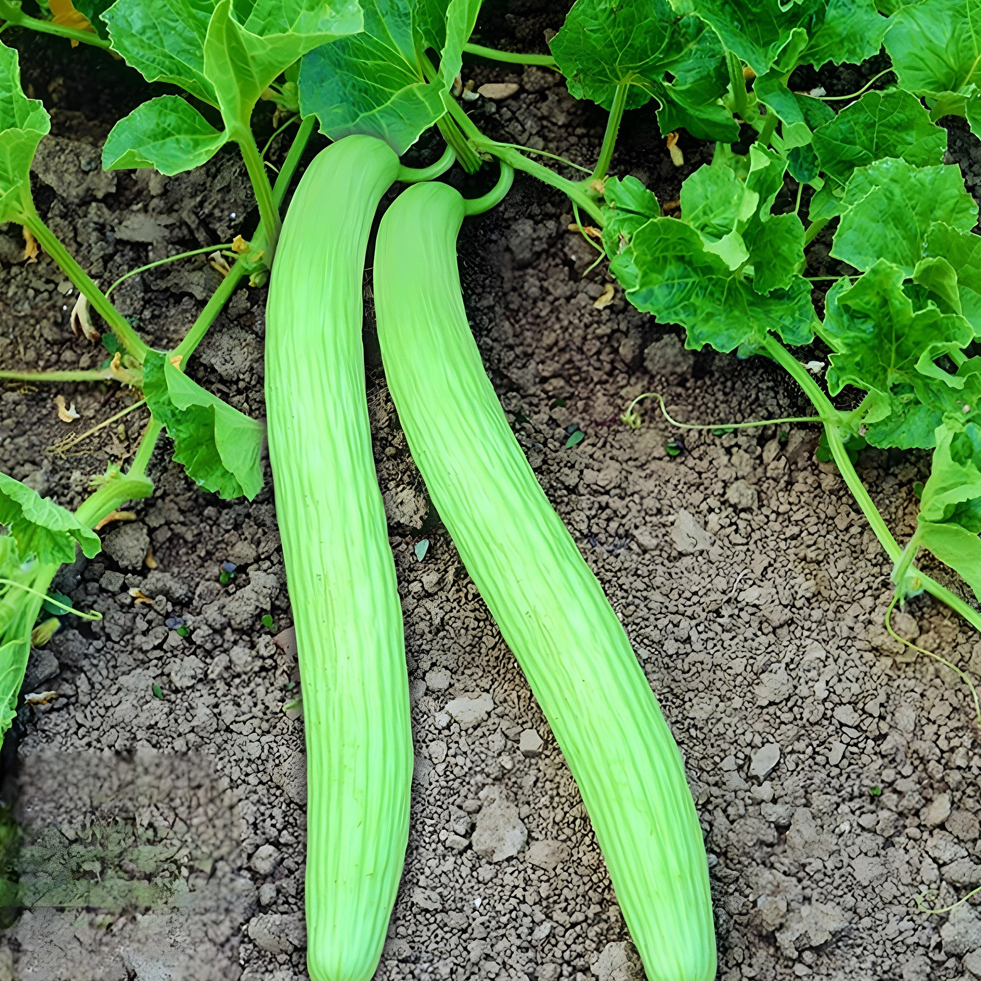 Long Cucumber | American Cucumber | Kakri Plant  ( Pre-Order for May 2026 )