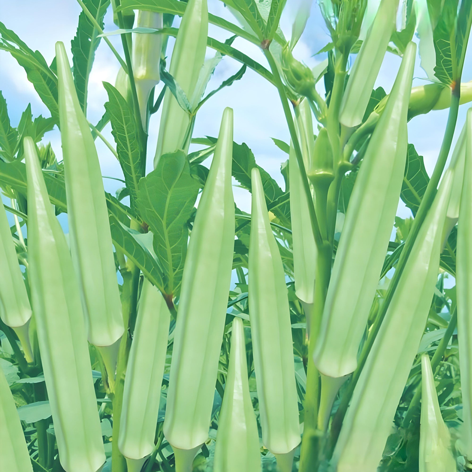 Okra plant (Bhindi) ( Pre-Order for May 2026 )