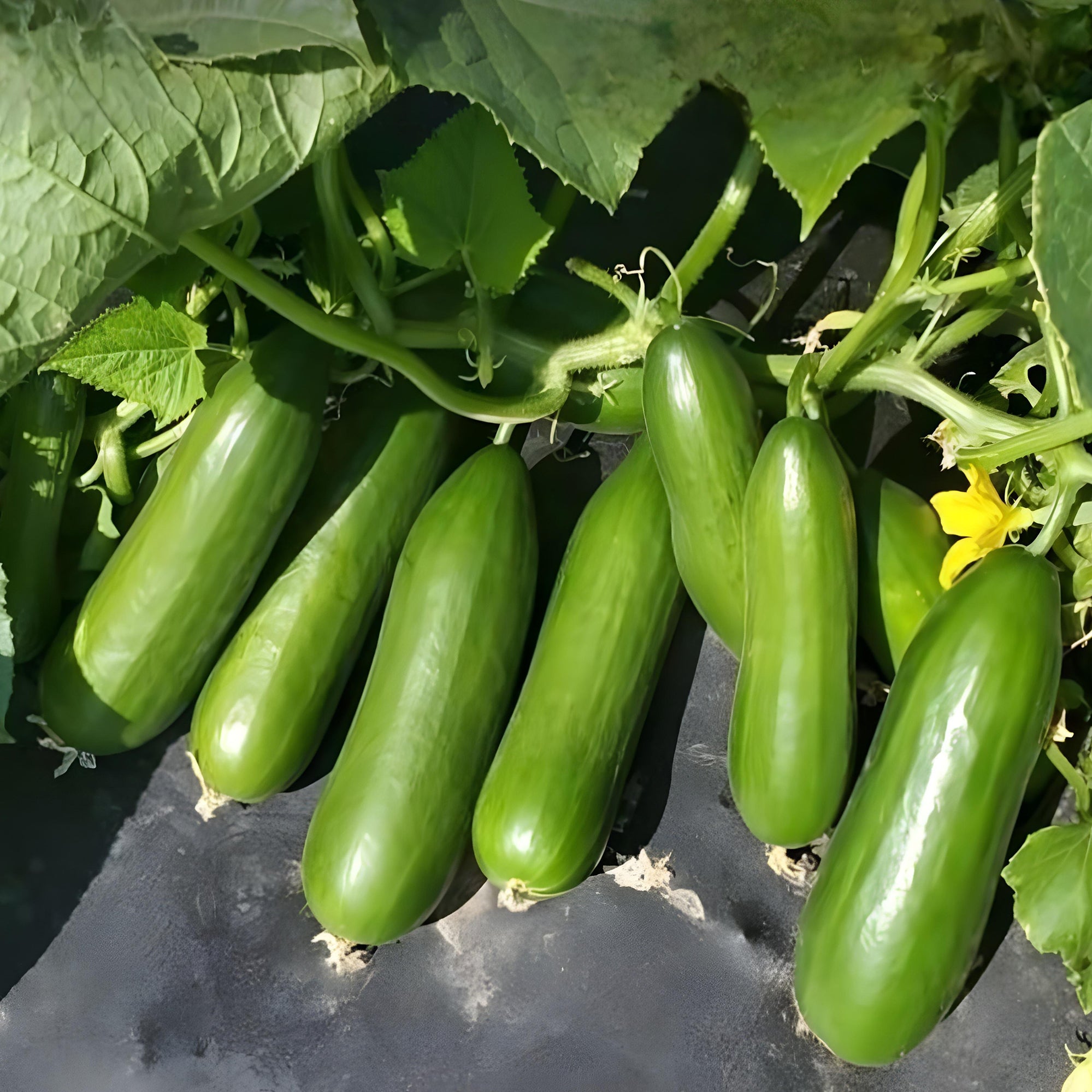 Baby Cucumber ( Pre-Order for May 2026 )