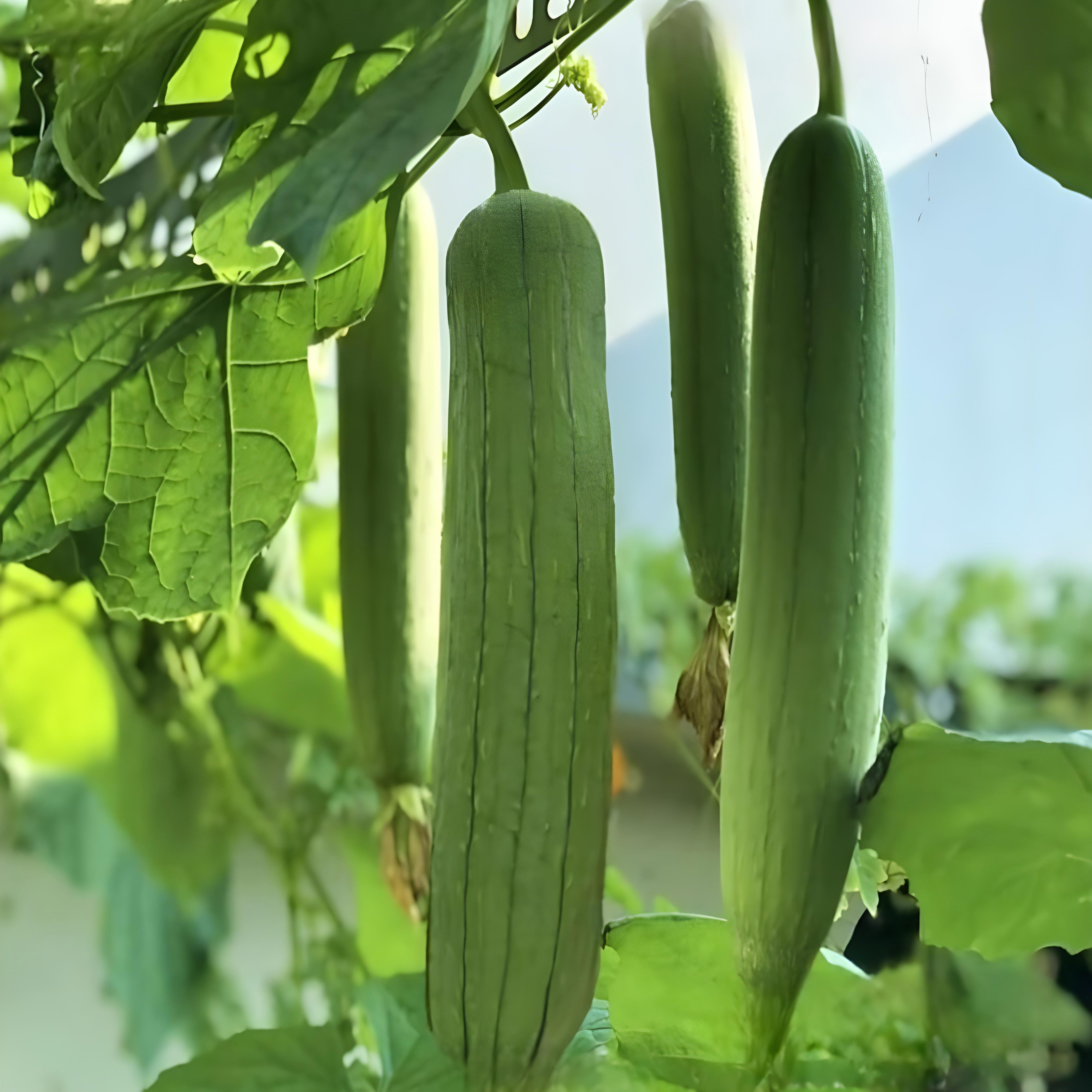 Luffa (Tori / Torai / Loofah / Sponge Gourd / Dishrag Gourd ) – Starter Plant ( Pre-Order for May 2026 )