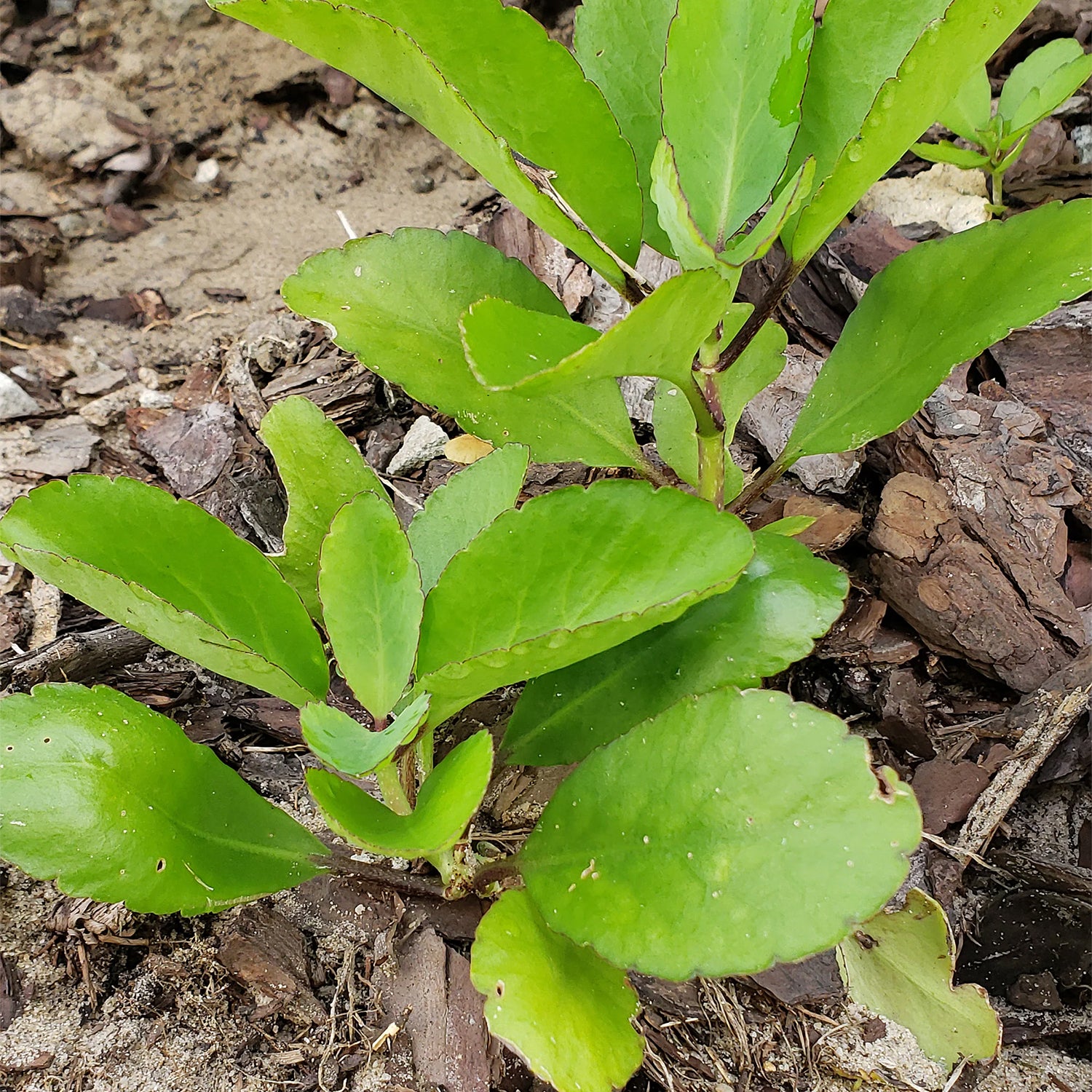 Life Plant ( Leaves of Life ) ( Pre-Order for May 2026 )