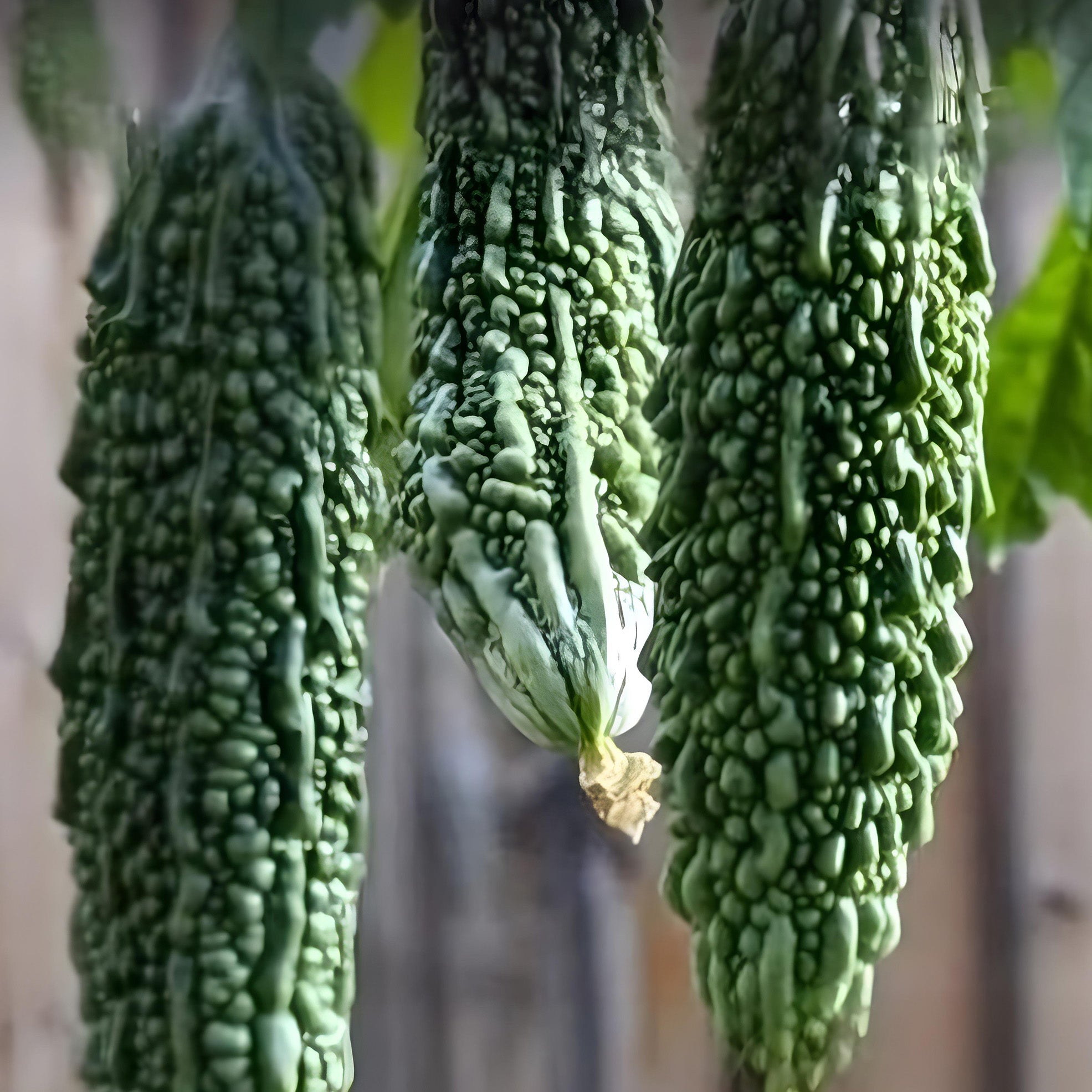 Bitter Gourd ( Pre-Order for May 2026 )