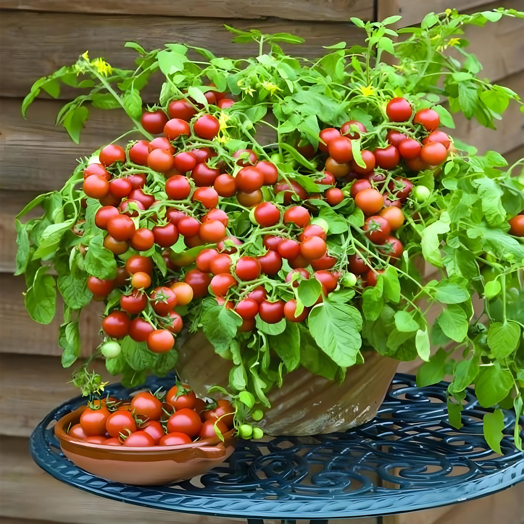 Cherry Tomato Plant ( Pre-Order for May 2026 )