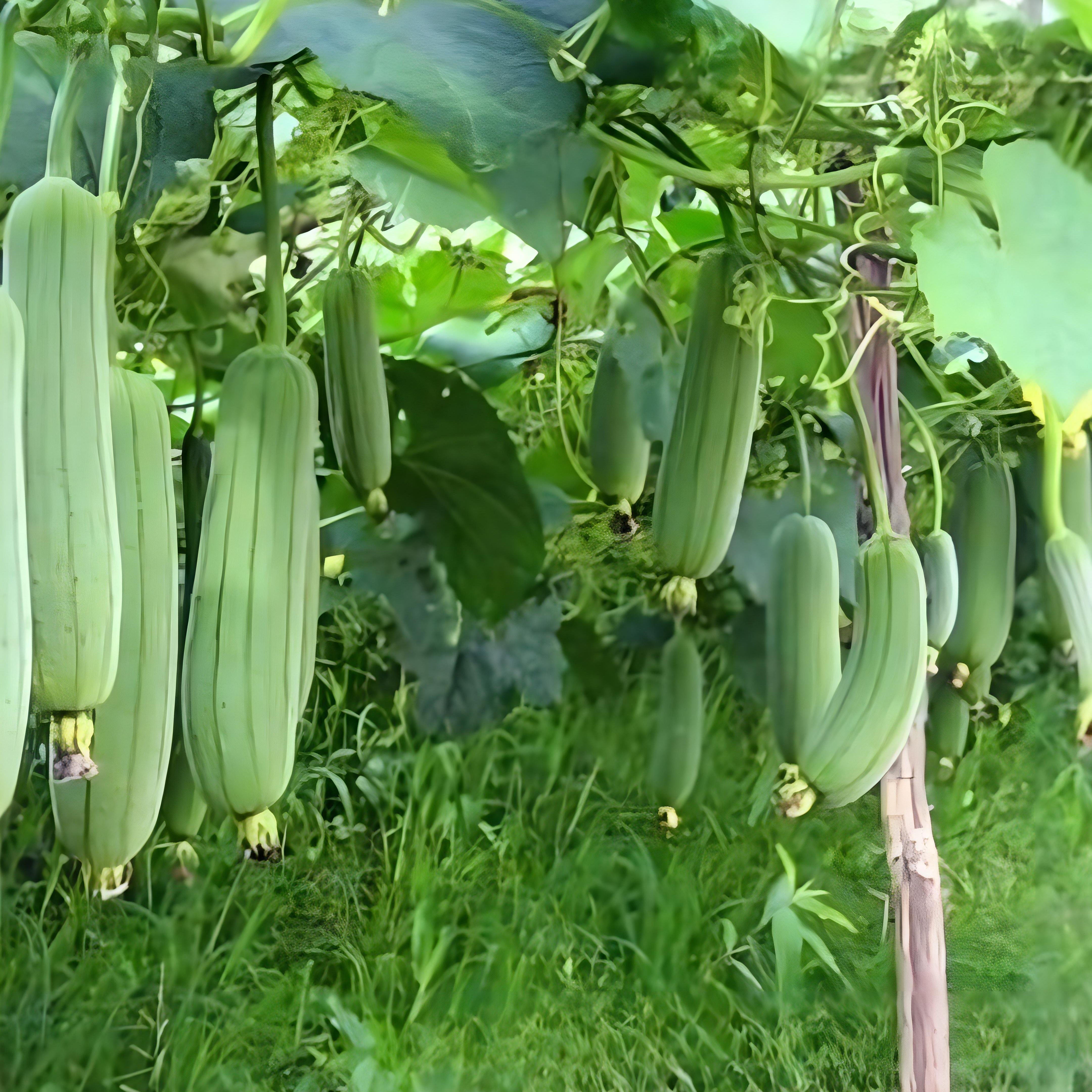 Luffa (Tori / Torai / Loofah / Sponge Gourd / Dishrag Gourd ) – Starter Plant ( Pre-Order for May 2026 )