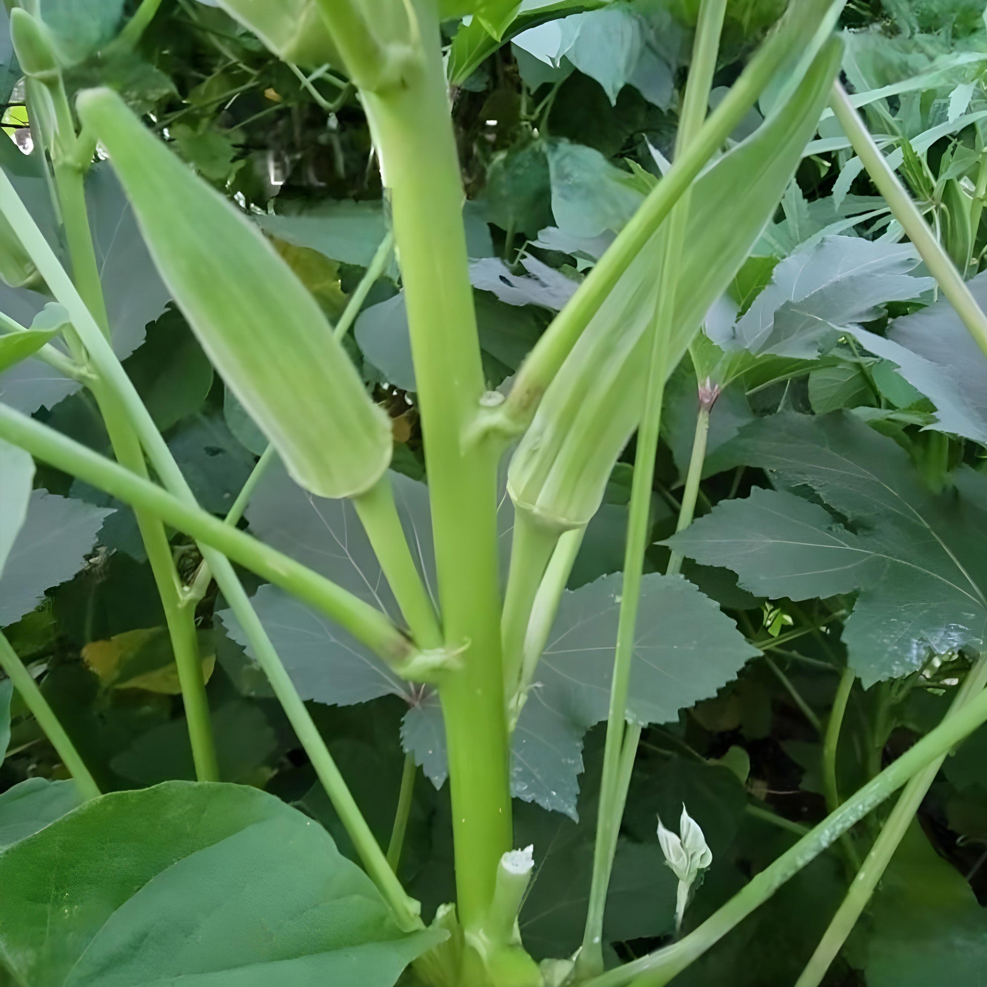 Okra plant (Bhindi) ( Pre-Order for May 2026 )
