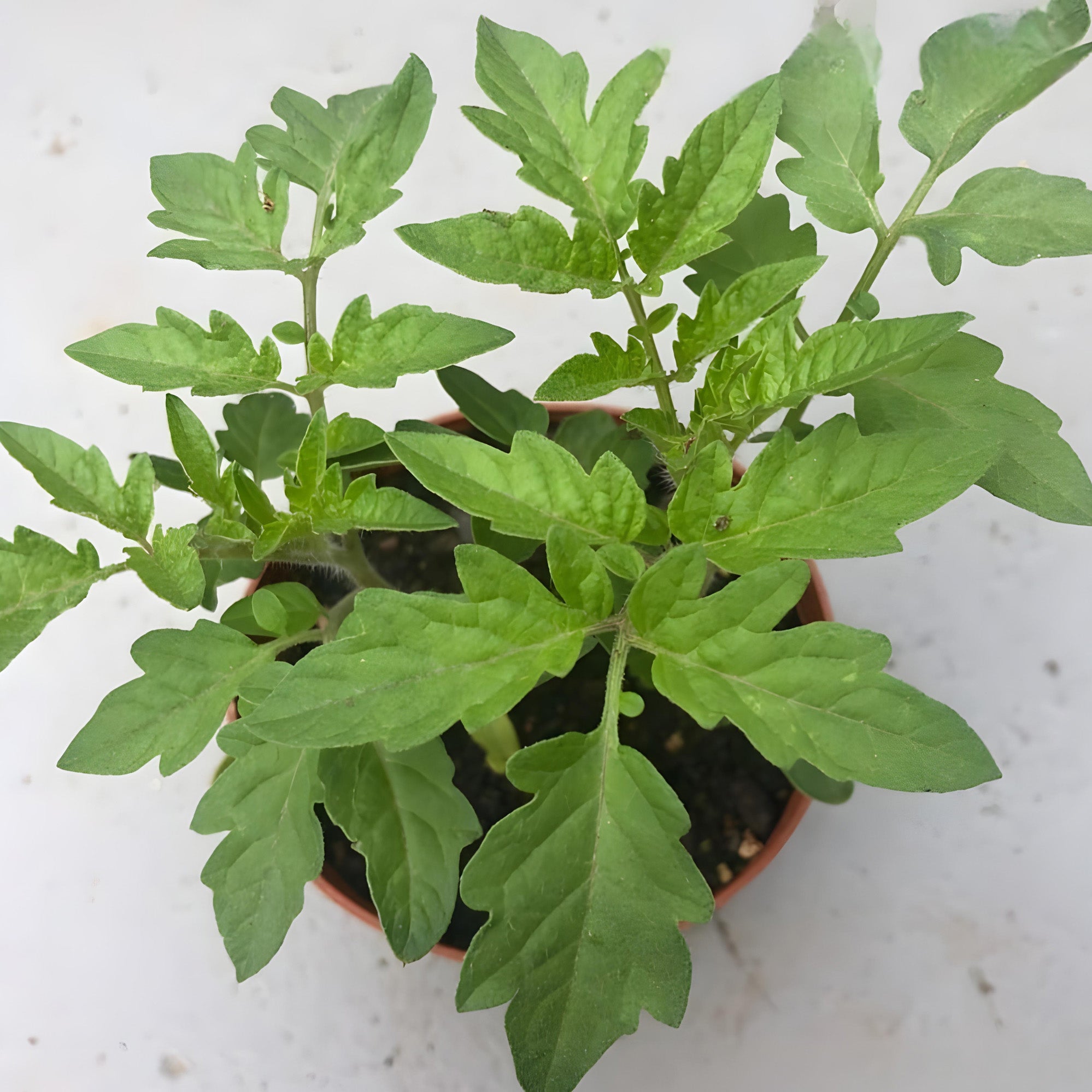 Early girl tomato plant ( Pre-Order for May 2026 )