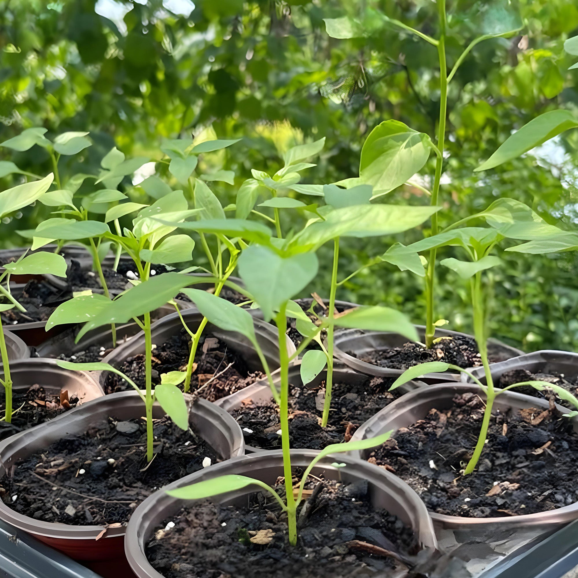 Garden Bird Thai Pepper (Hot Pepper) ( Pre-Order for May 2026 )