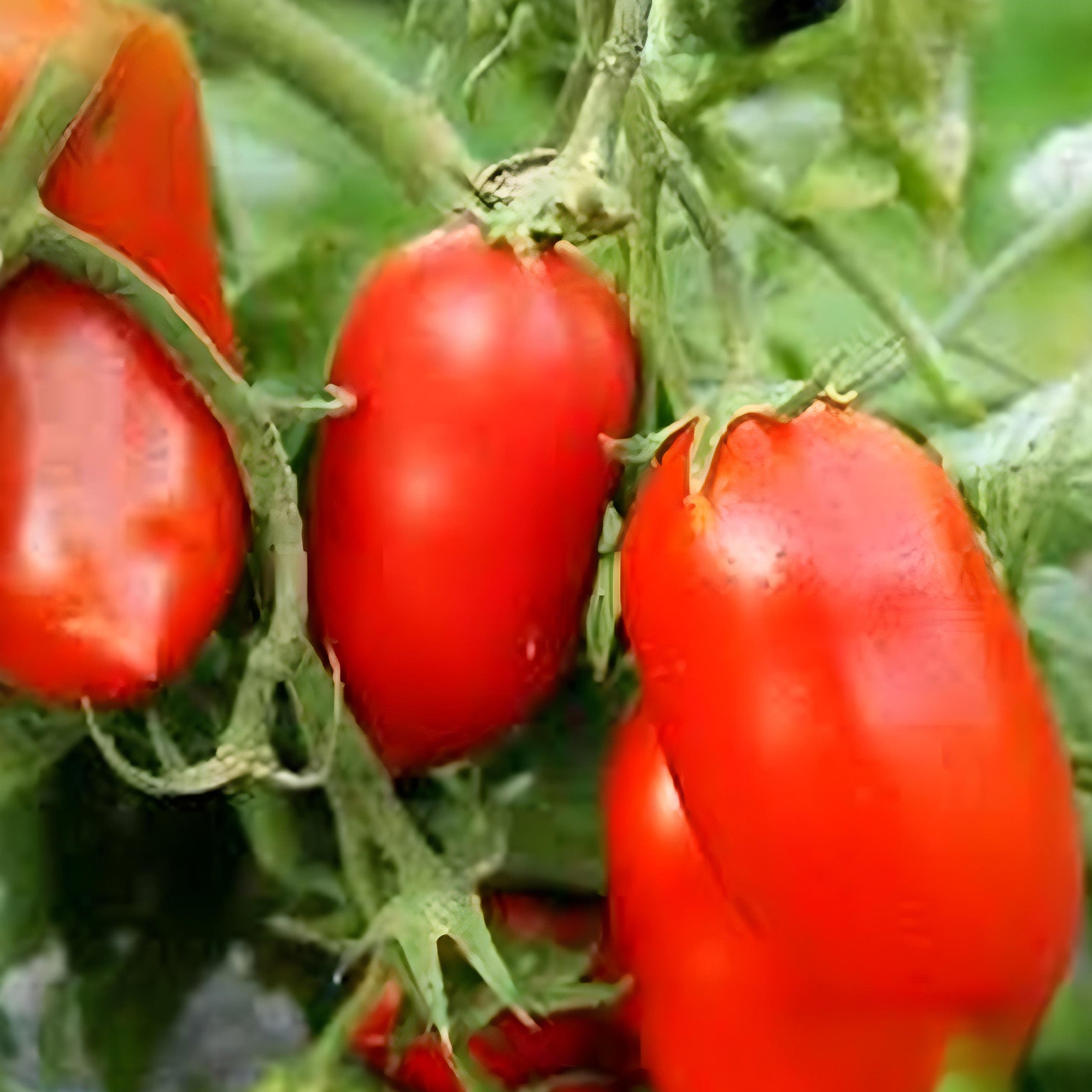 Roma tomato plant ( Pre-Order for May 2026 )