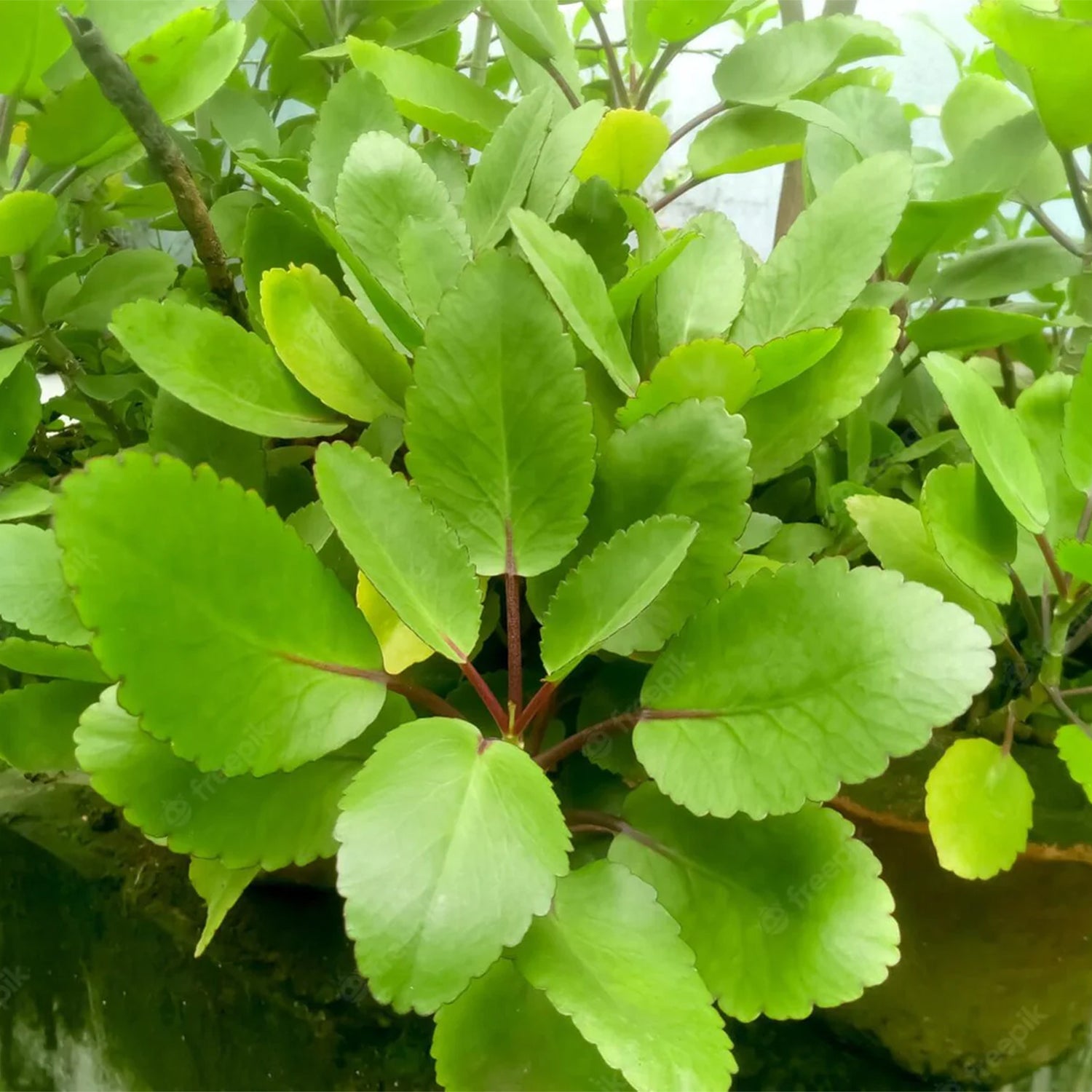 Life Plant ( Leaves of Life )