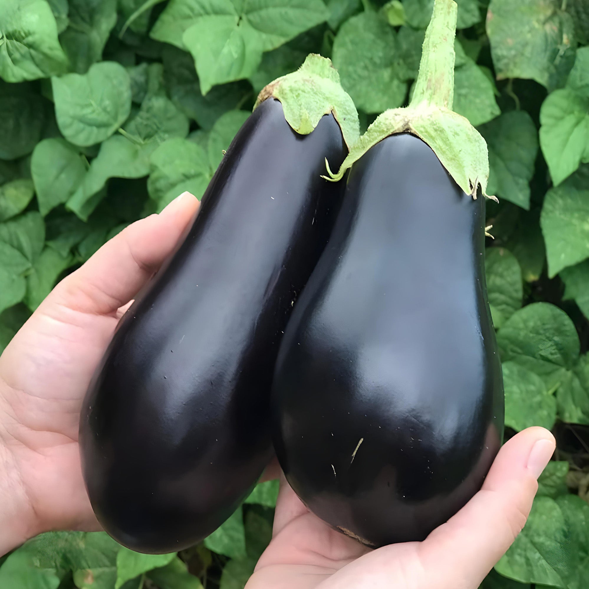 Black Beauty Eggplant ( Pre-Order for May 2026 )
