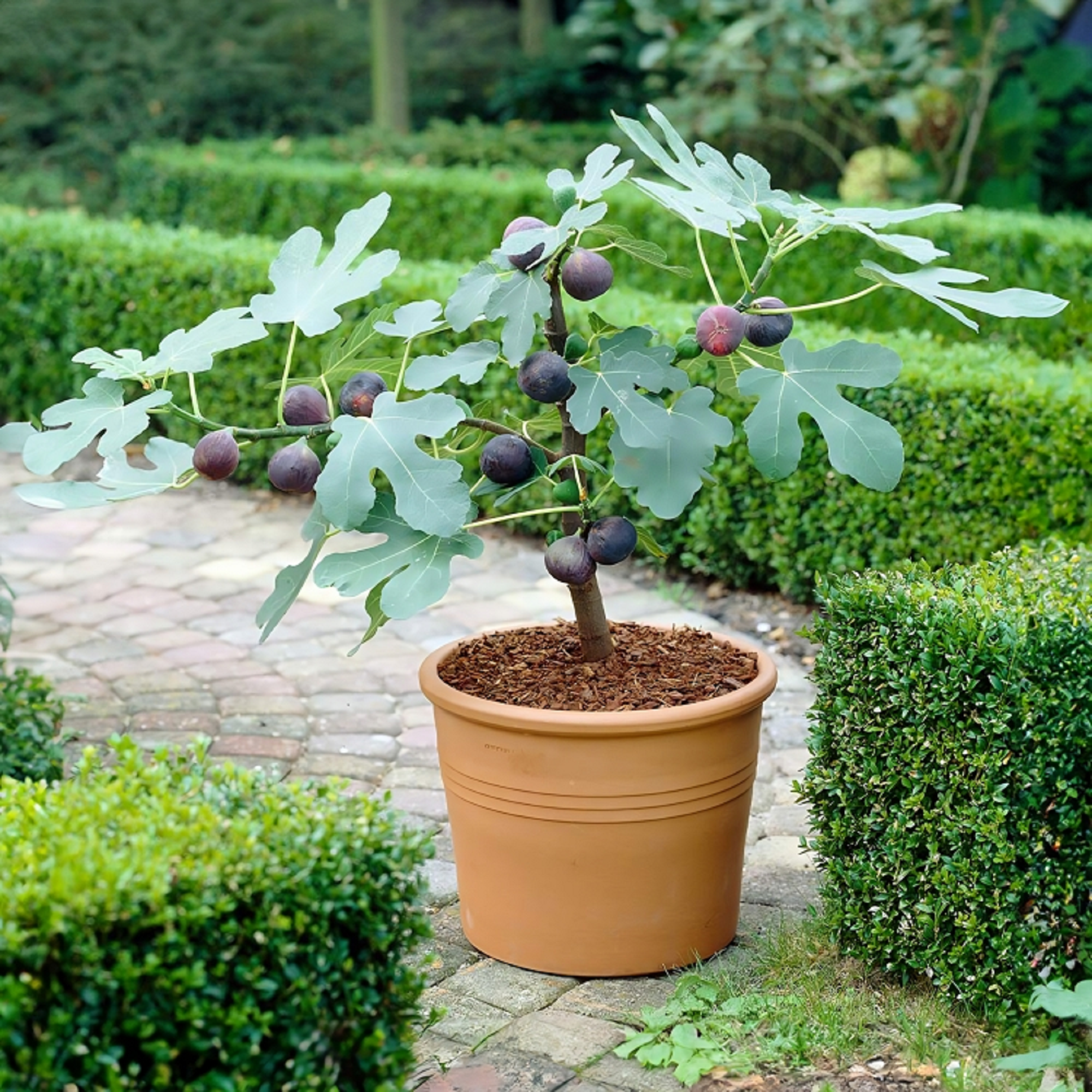 Chicago Hardy Fig Plant