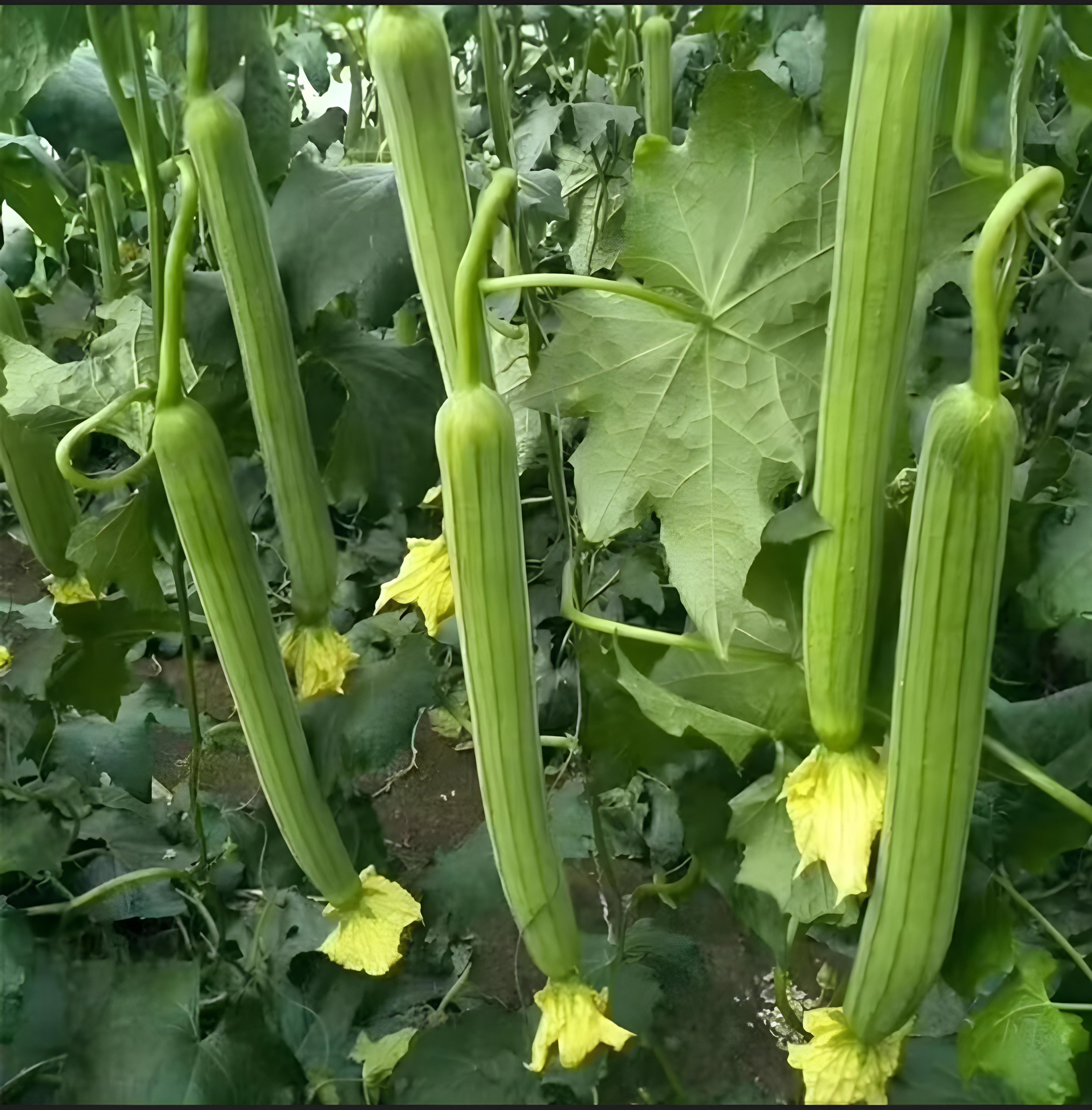 Luffa (Tori / Torai / Loofah / Sponge Gourd / Dishrag Gourd ) – Starter Plant ( Pre-Order for May 2026 )