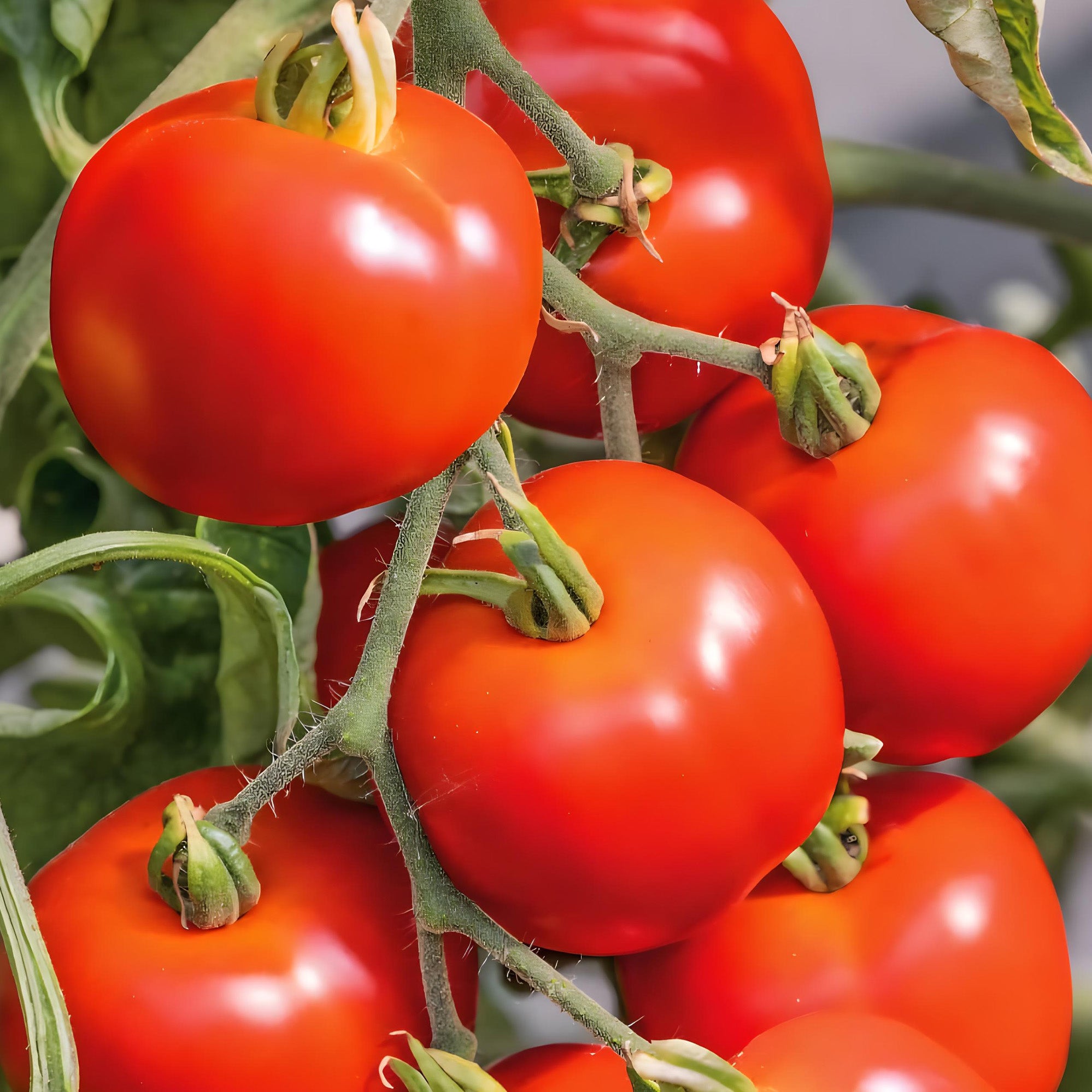 Early girl tomato plant ( Pre-Order for May 2026 )