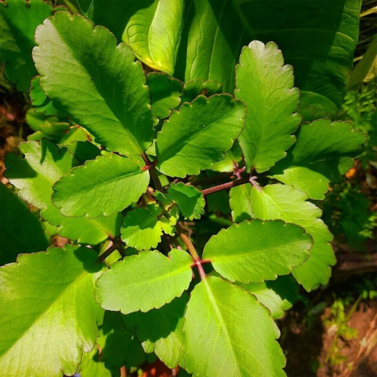 Life Plant ( Leaves of Life )