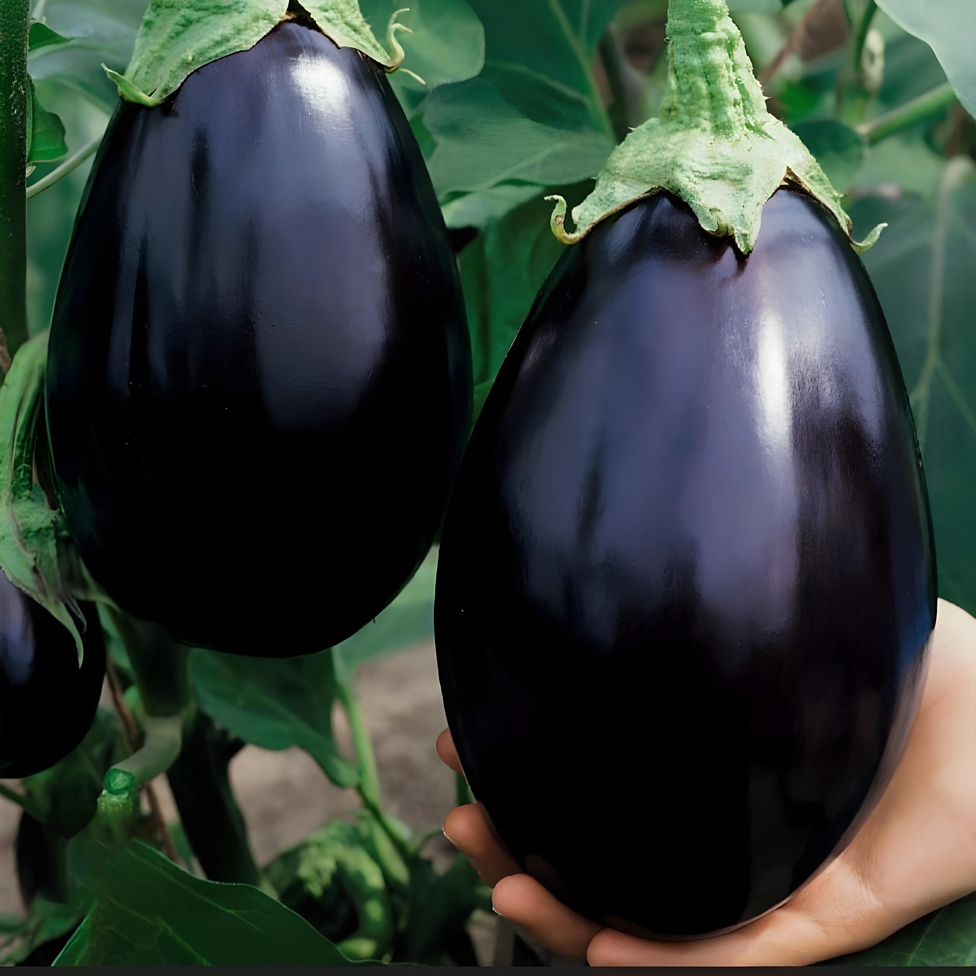 Black Beauty Eggplant ( Pre-Order for May 2026 )