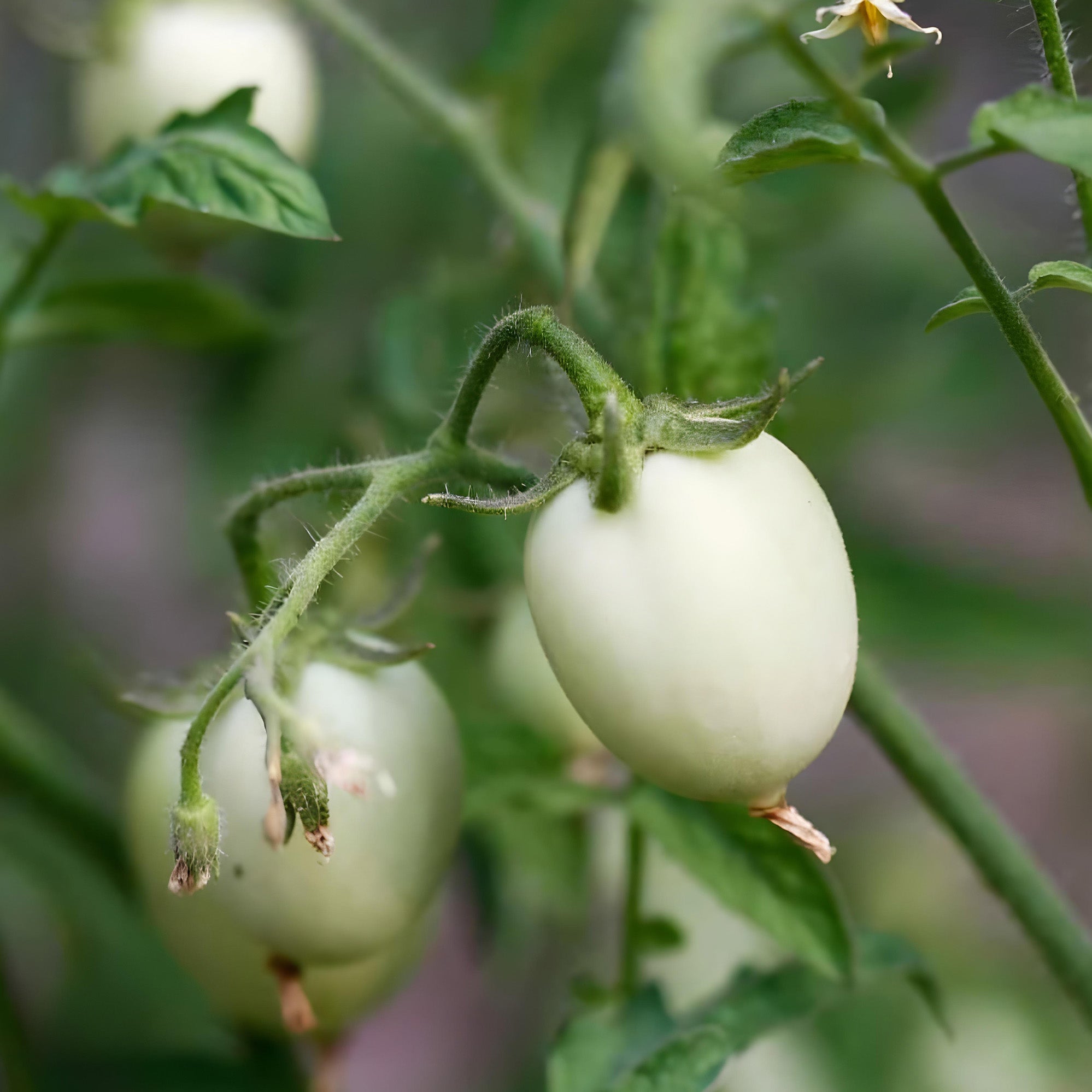 Golden Egg Eggplant ( Pre-Order for May 2026 )
