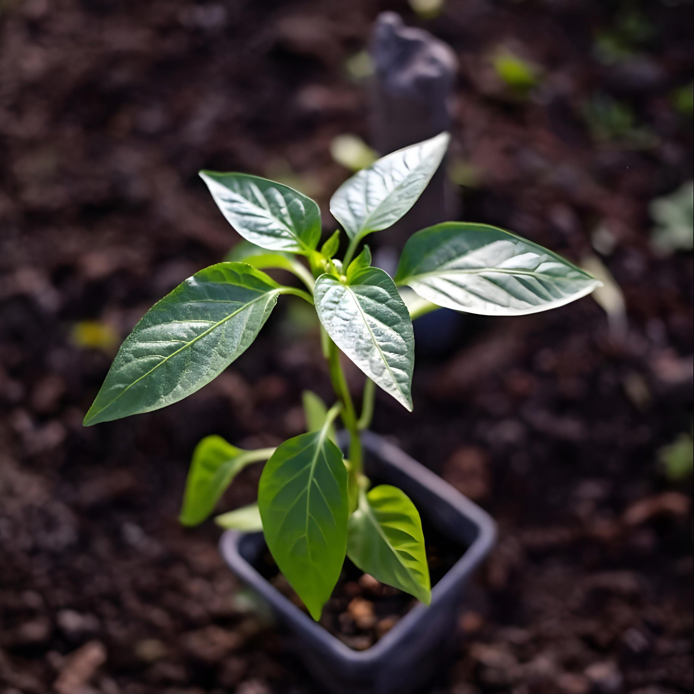 Bell Pepper (Shimla Mirch / Sweet Pepper / Green Pepper) – Starter Plant ( Pre-Order for May 2026 )