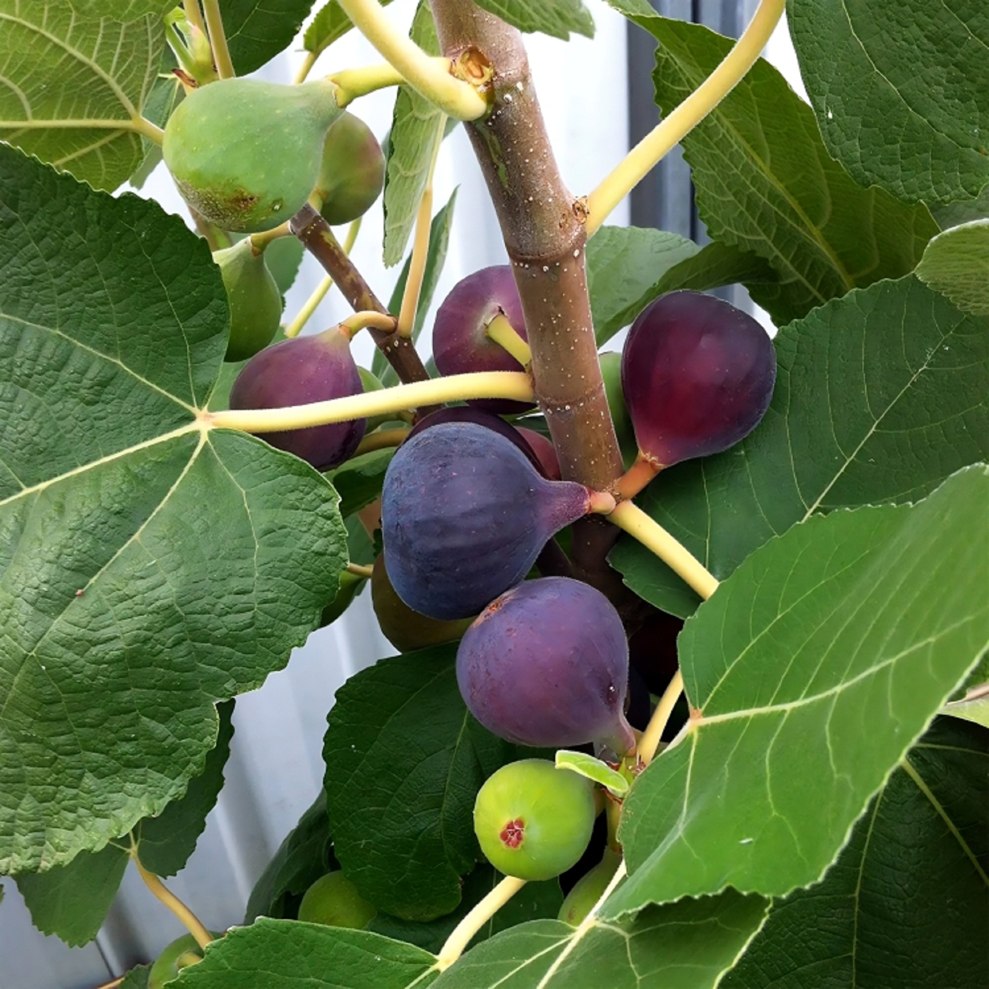 Chicago Hardy Fig Plant
