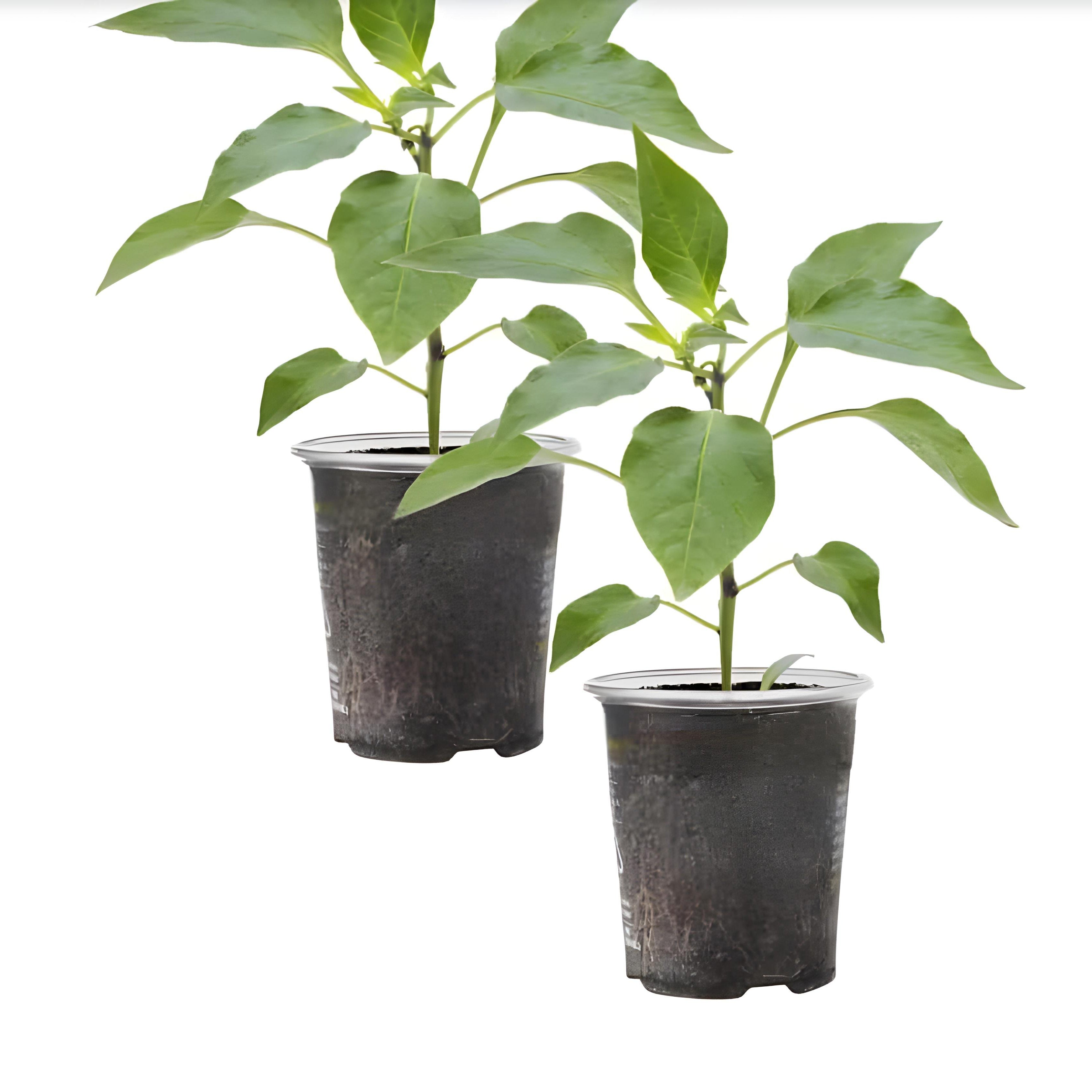 Bottle Gourd (Calabash / Lauki / Dhoodhi / Long Melon / Opo Squash) – Starter Plant ( Pre-Order for May 2026 )