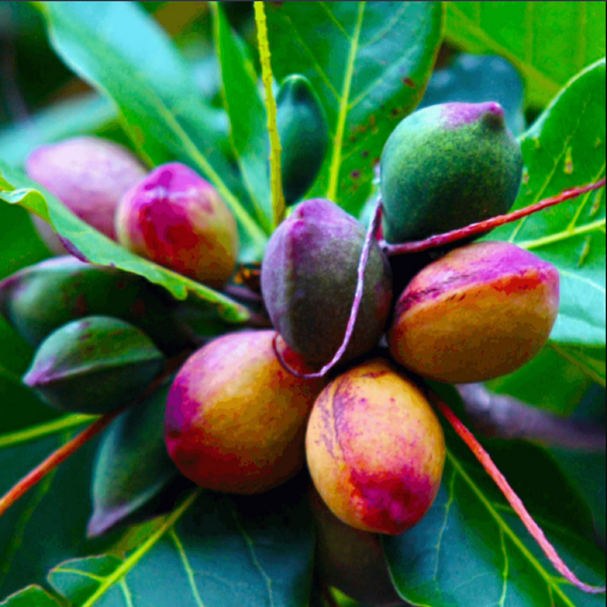 Indian Almond Plant