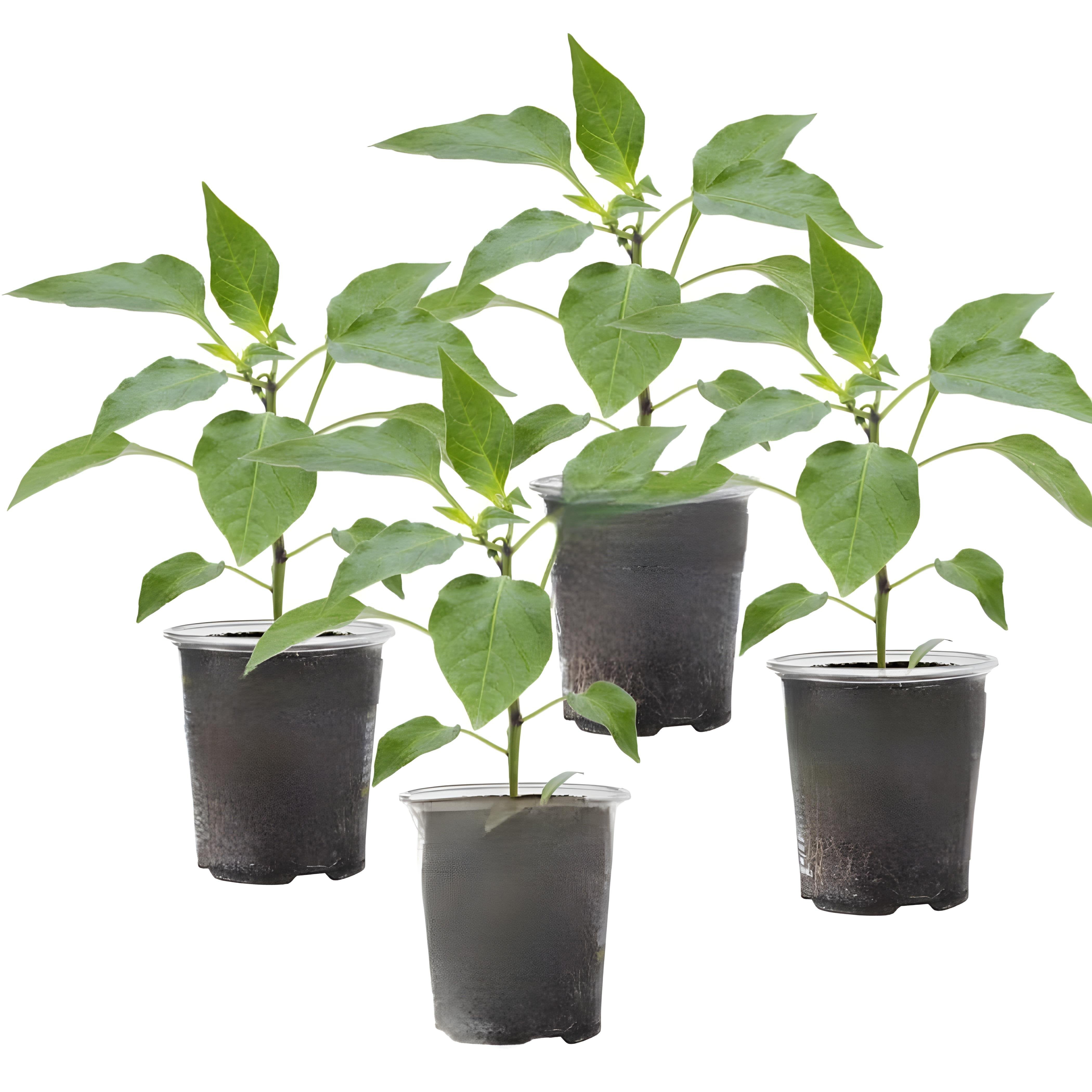 indoor bell pepper plant Bell Pepper (Shimla Mirch / Sweet Pepper / Green Pepper) – Starter Pla – M M Nurseries