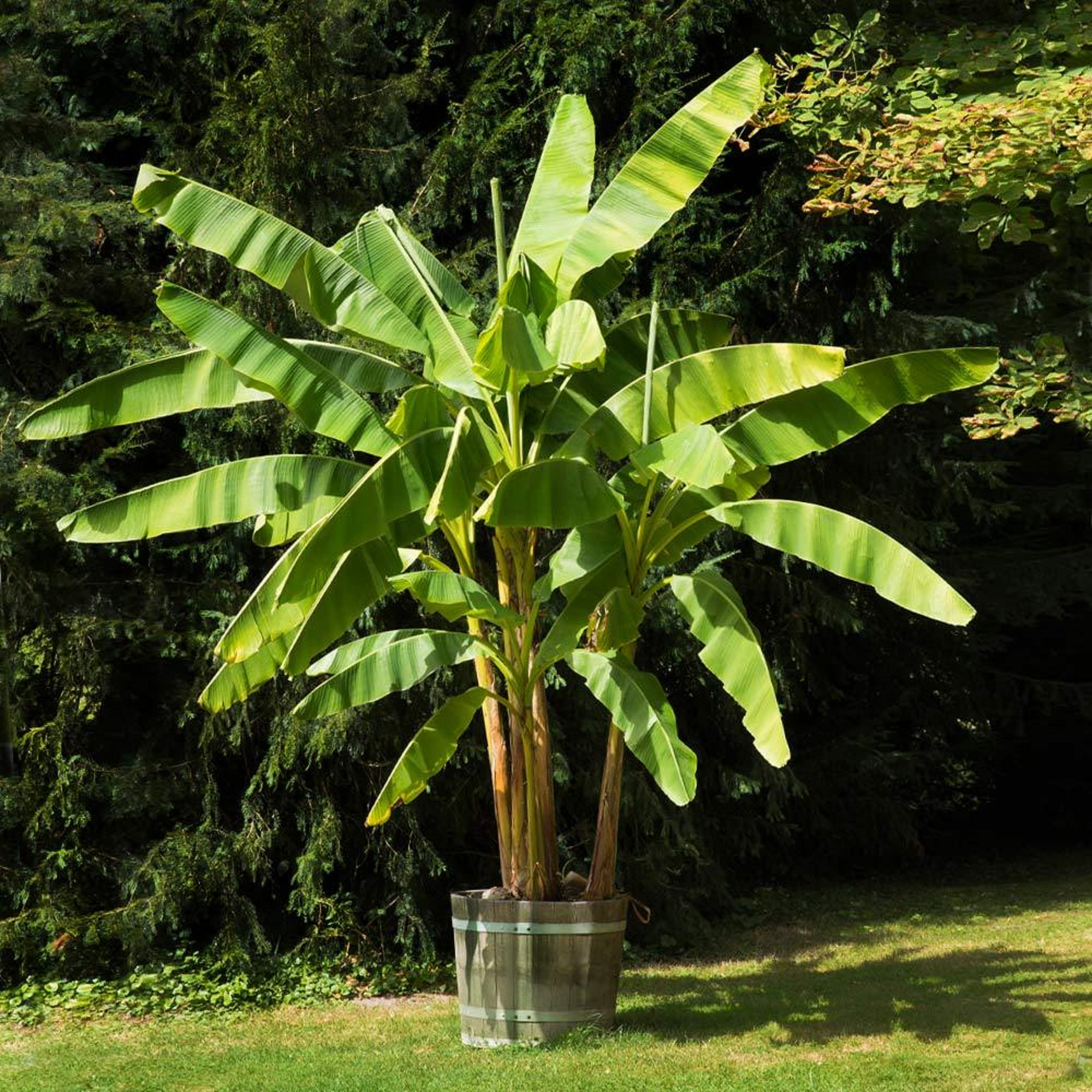 Dwarf Cavendish Banana Plant