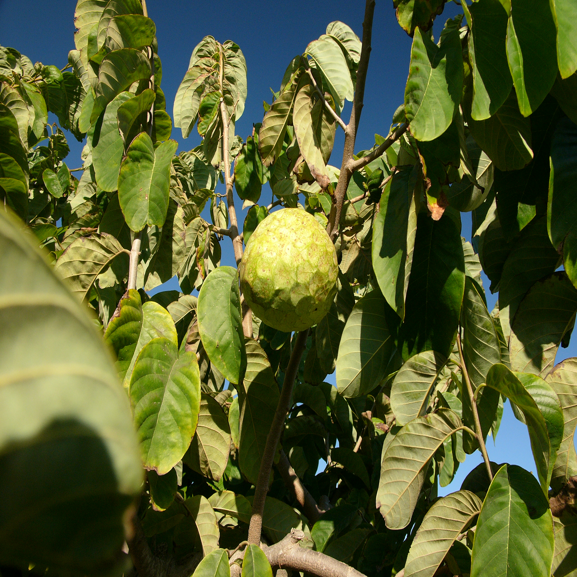 Custard Apple Plant - Pre Order For June 2024