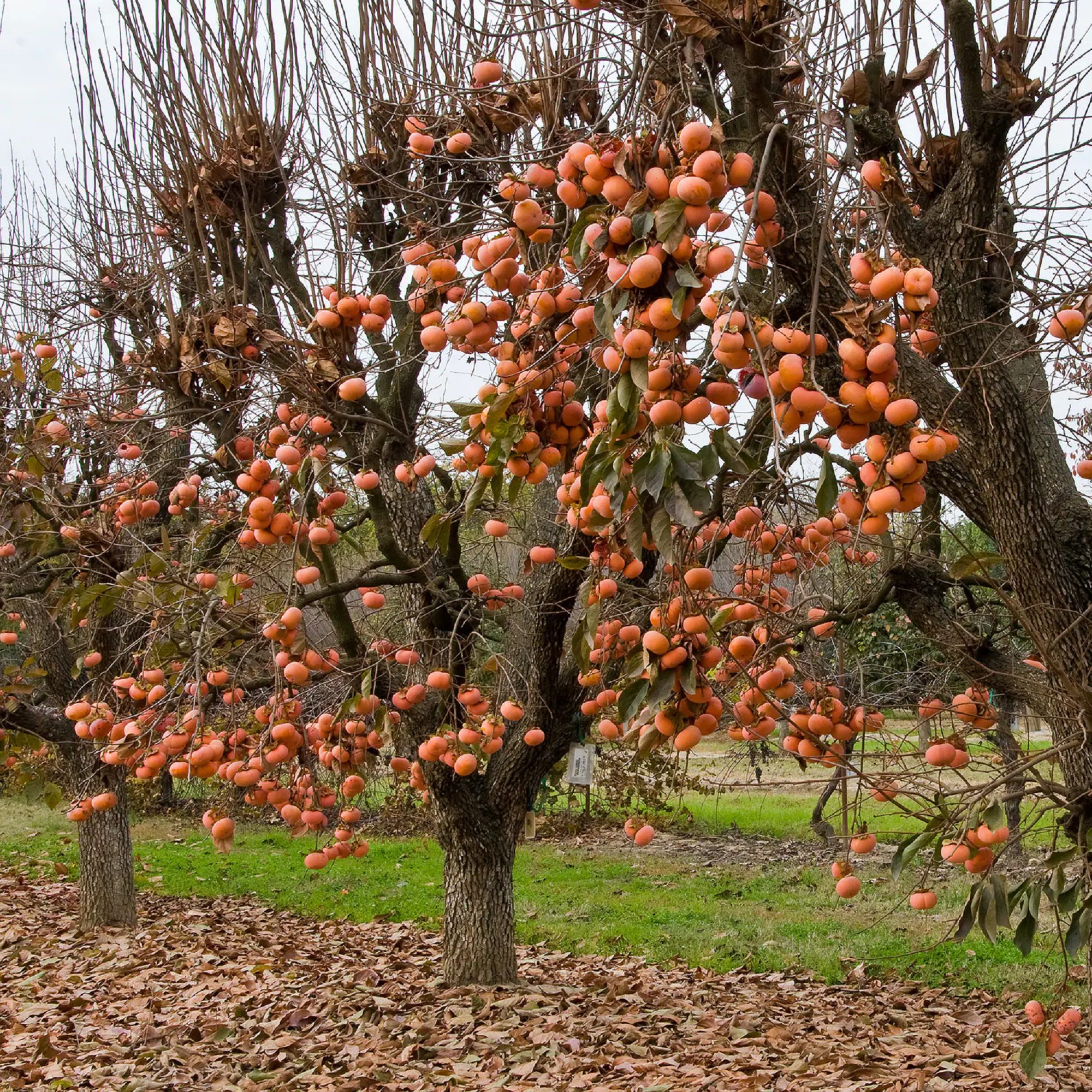 Chocolate Persimmon Plant