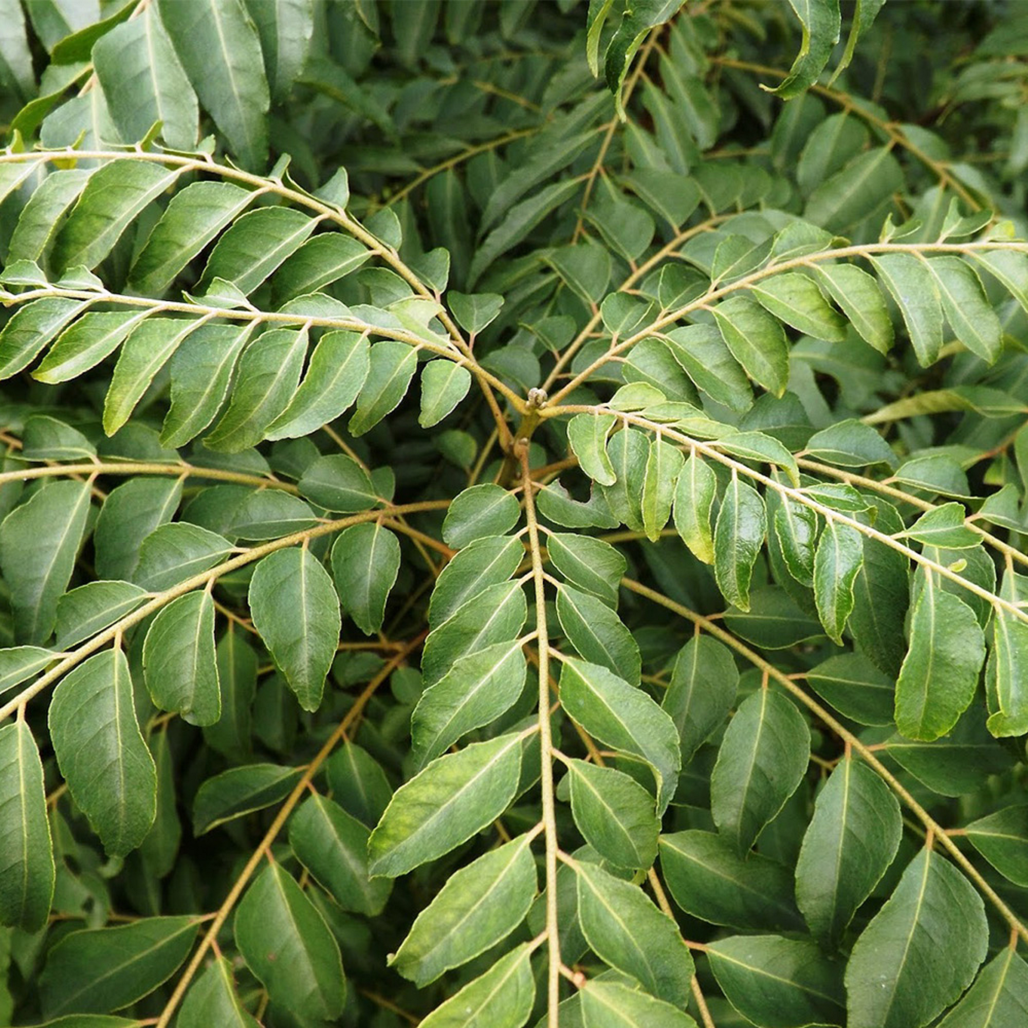 Curry Leaf Plant