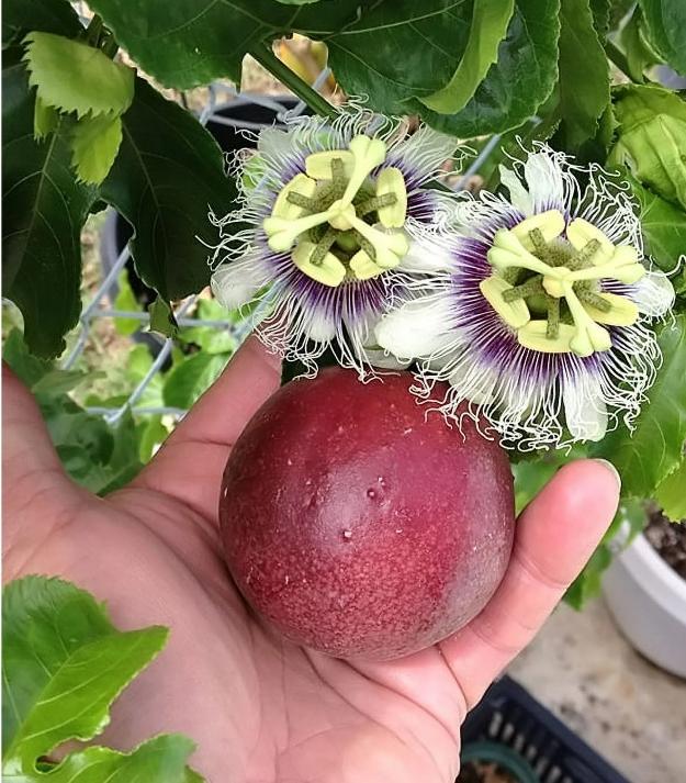 Passion Fruit Vine Starter Plant (Purple)