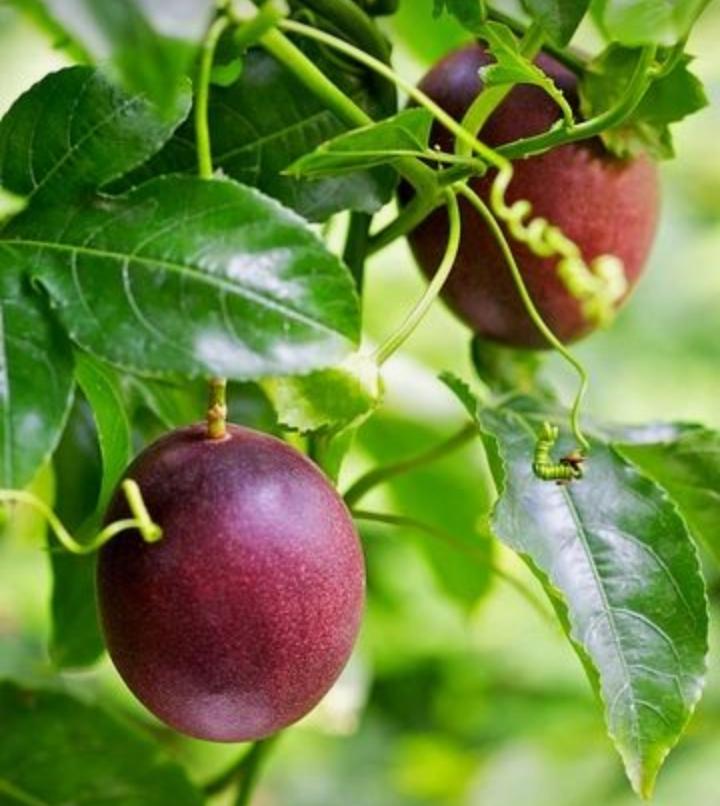 Passion Fruit Vine Starter Plant (Purple)