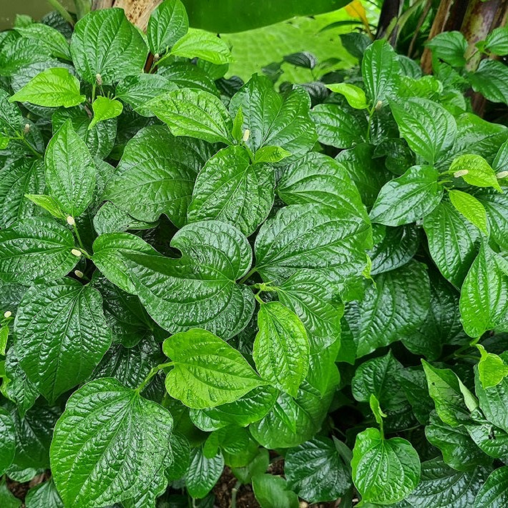 Sweet Betel Leaf Plant