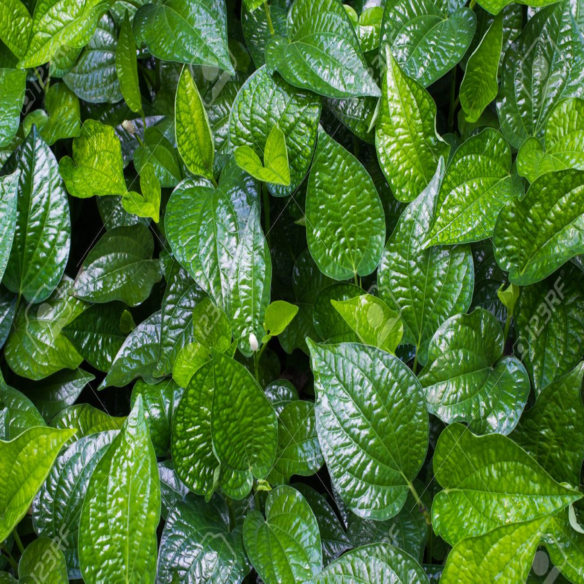 Sweet Betel Leaf Plant