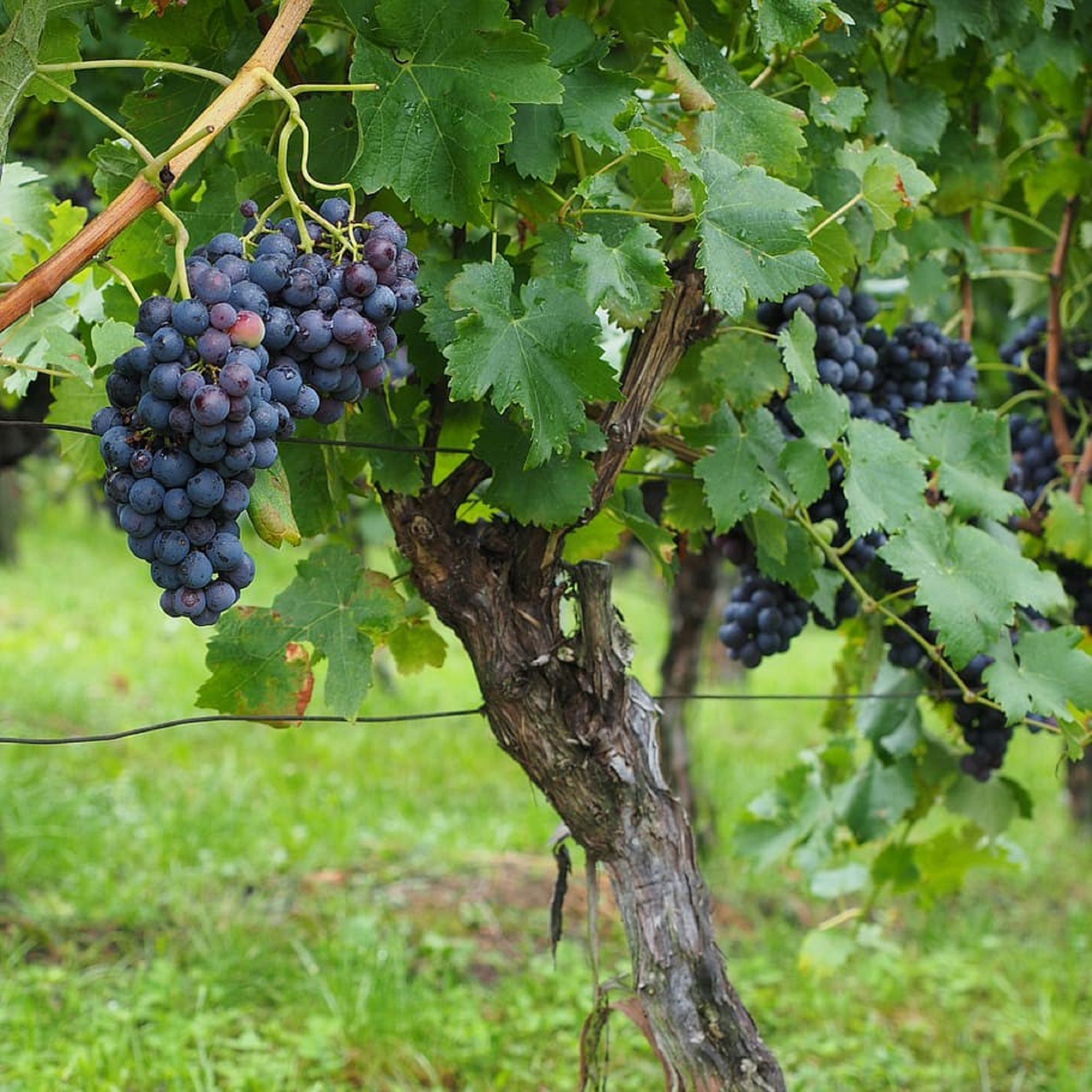 Black Vine Grape Cuttings - Pre Order for November 2024