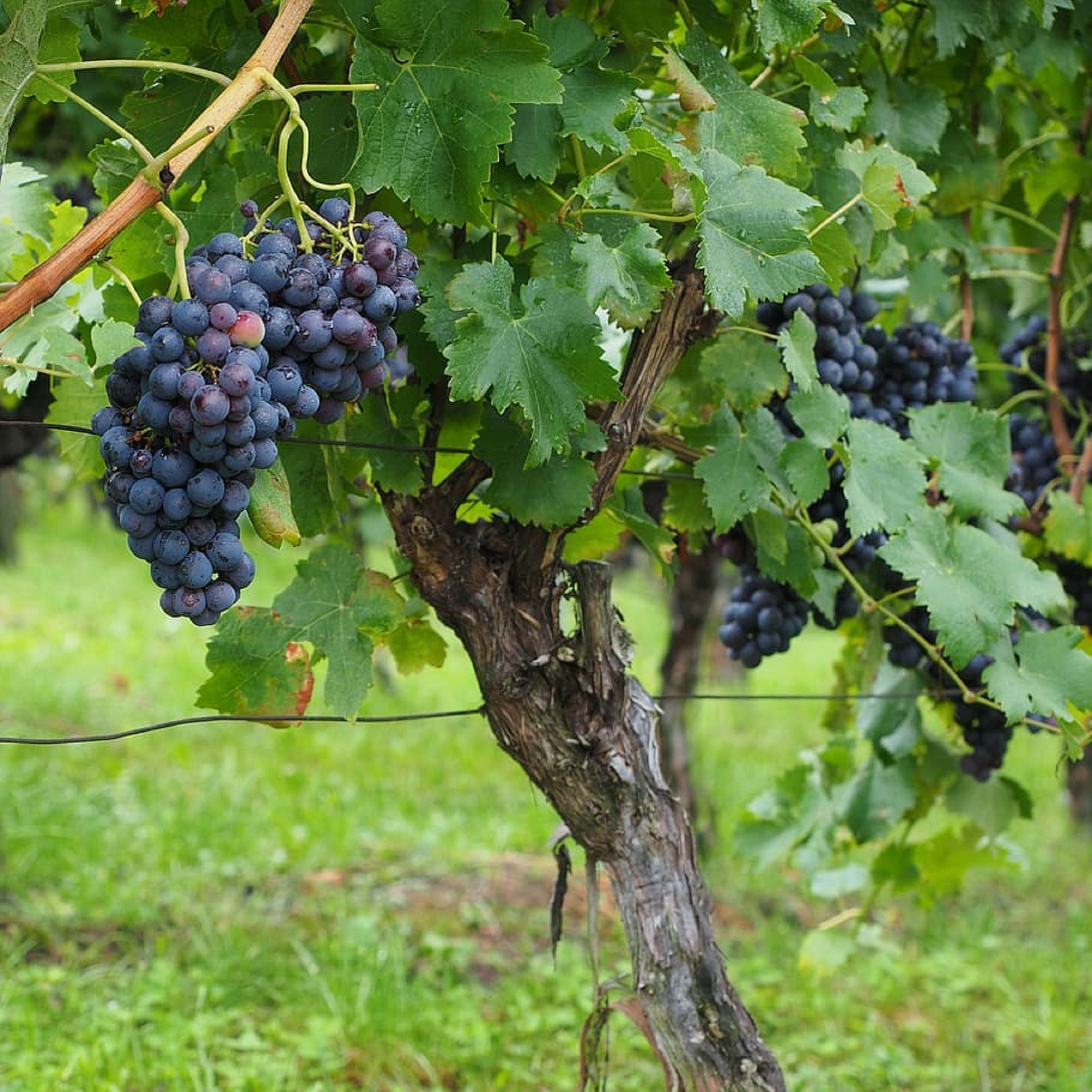 Black Vine Grape Plant - Pre-Order for June 2024