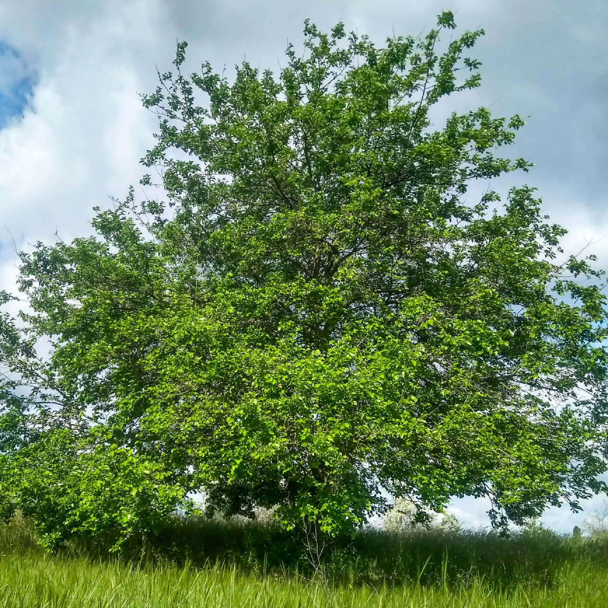 Black Mulberry - Unrooted Cuttings - Pre Order for April 2024