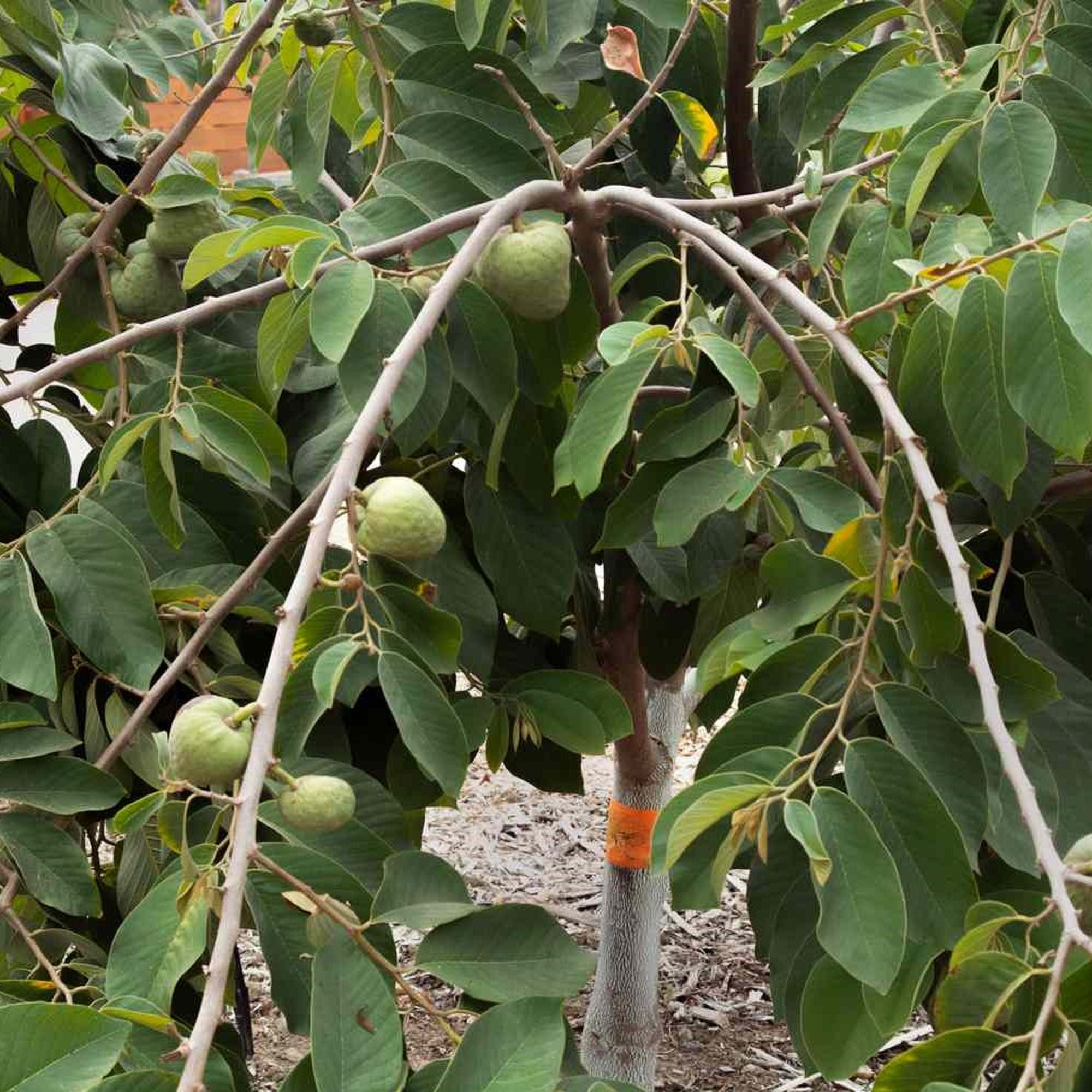 Custard Apple Plant - Pre Order For April 2024