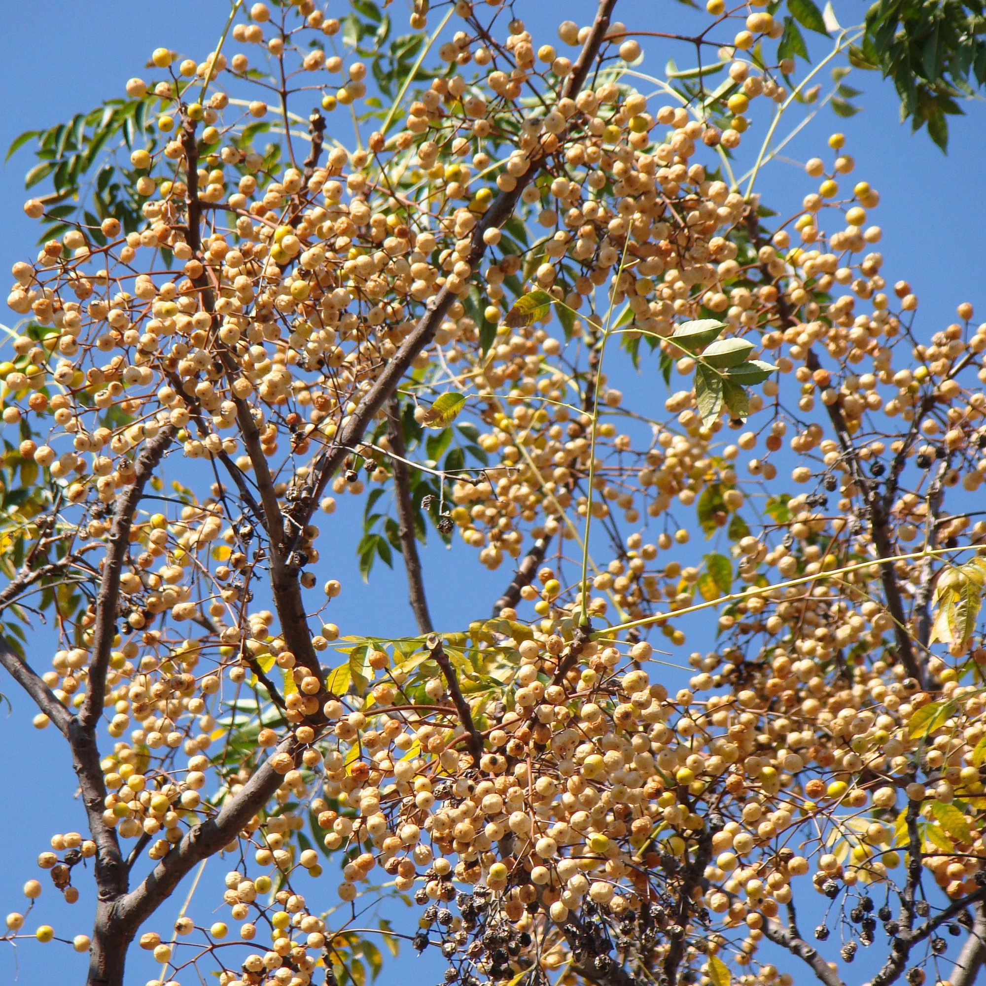 Chinaberry Plant
