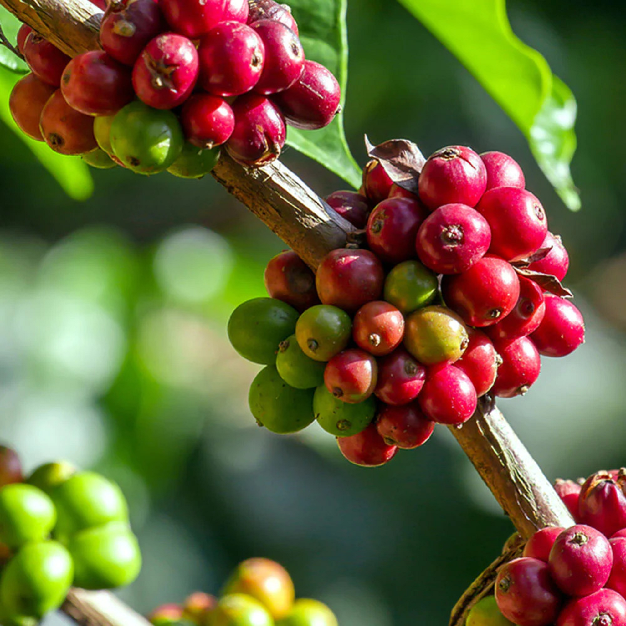 Coffee Plant