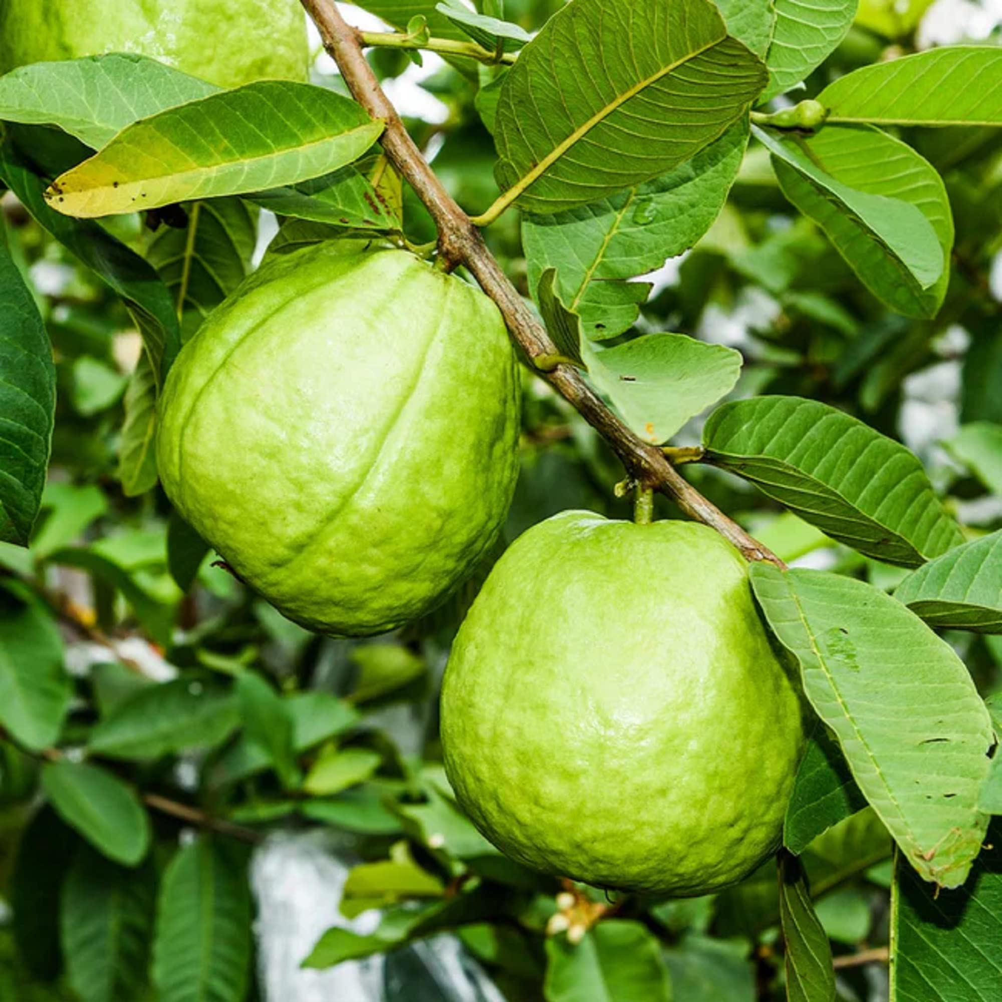 Fresh Guava Leaves