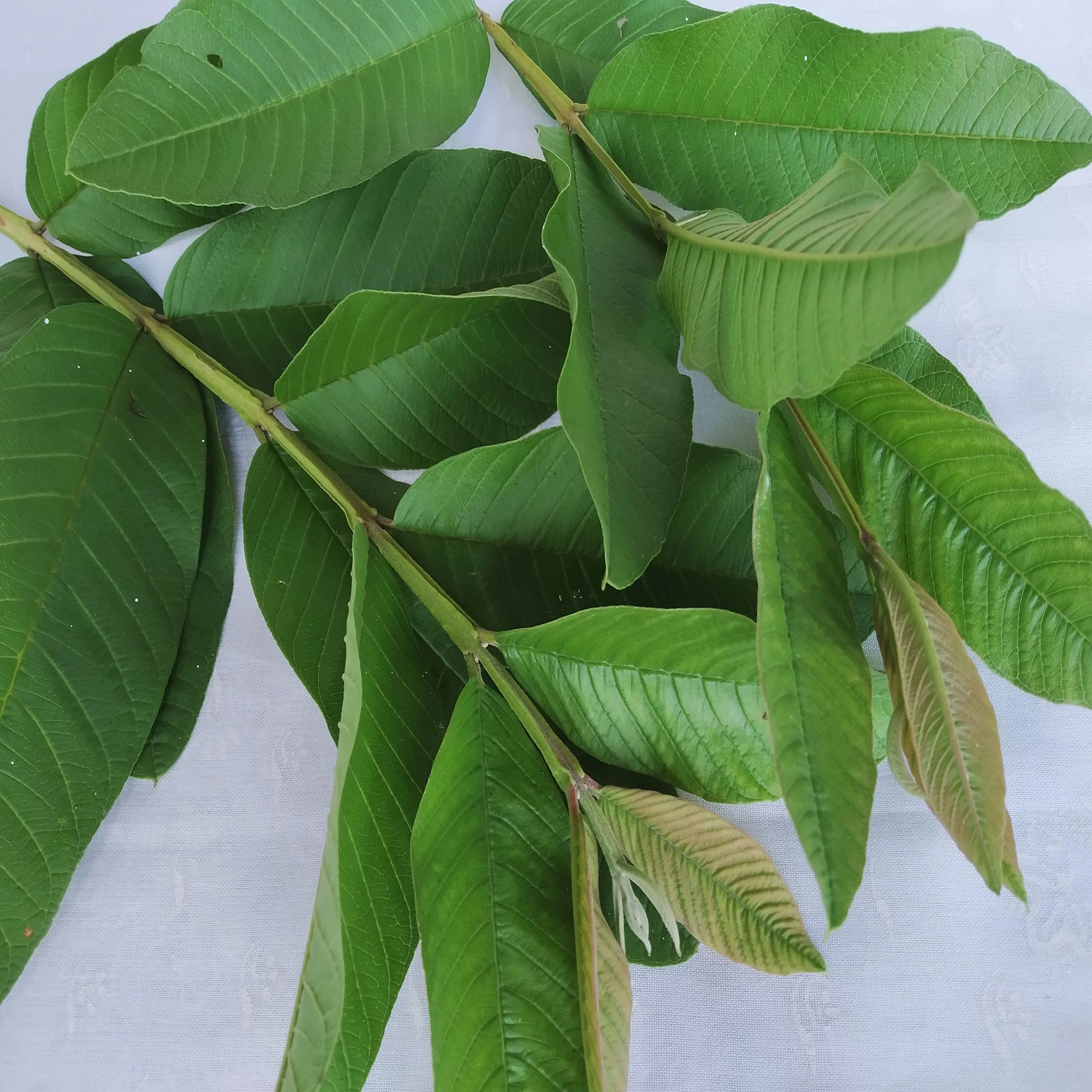 Fresh Guava Leaves From Trees Grown In South Florida - 1 Oz (Approx. 10...