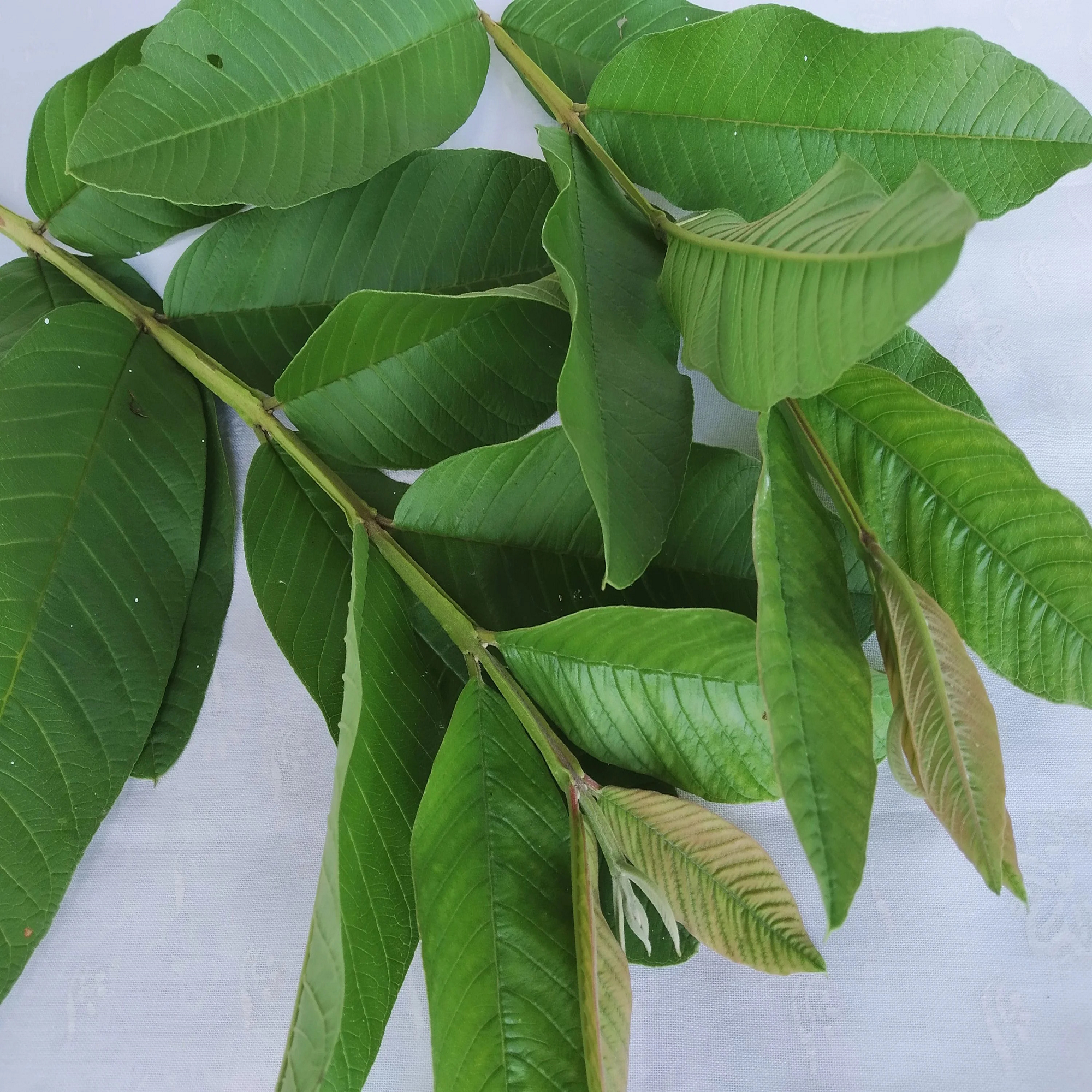 Fresh Guava Leaves