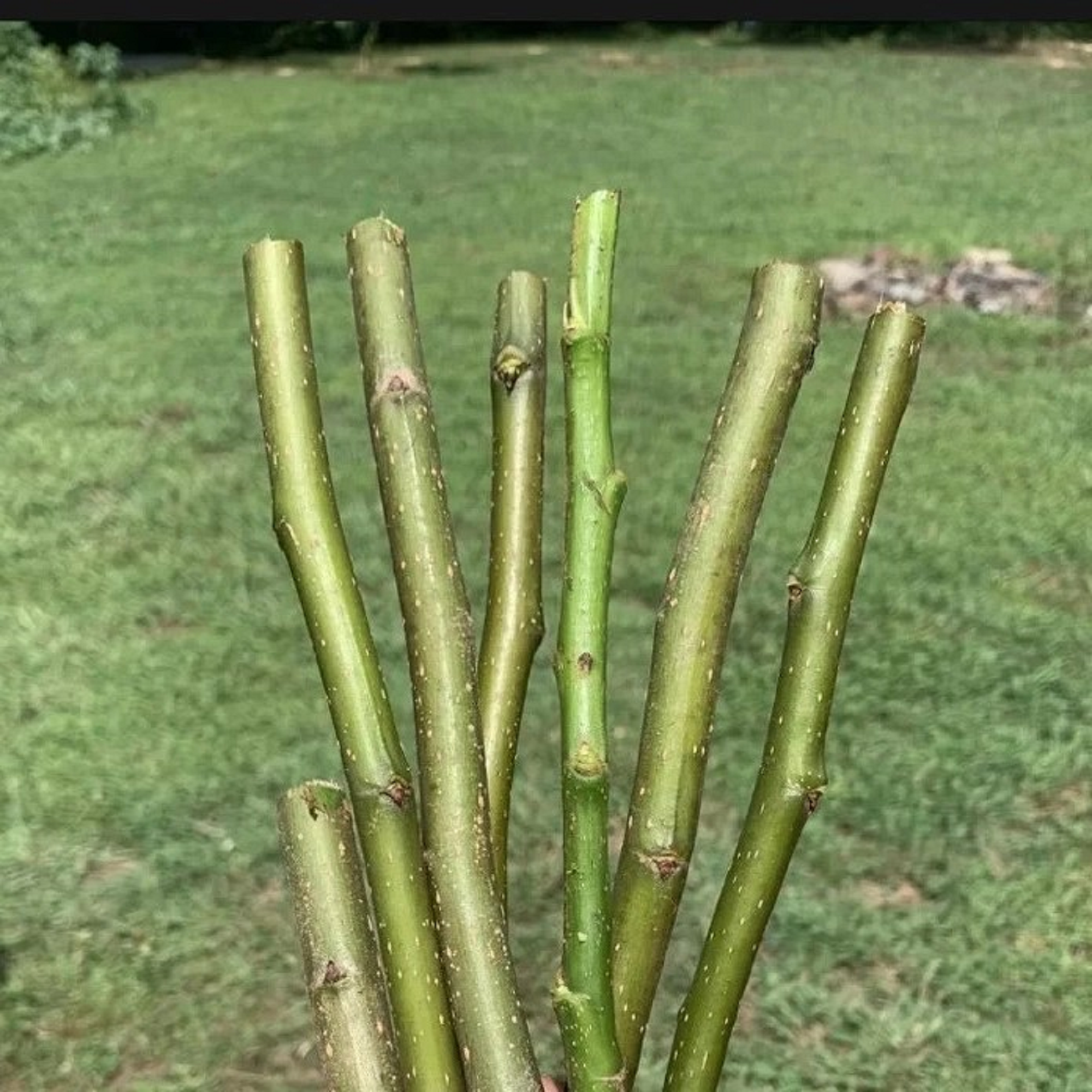 thumbnail image 2 of 6+3 Fresh Warren Pear Tree Cuttings – Scions For Grafting, Great Producer, Delicious Fruit 2 of 5
