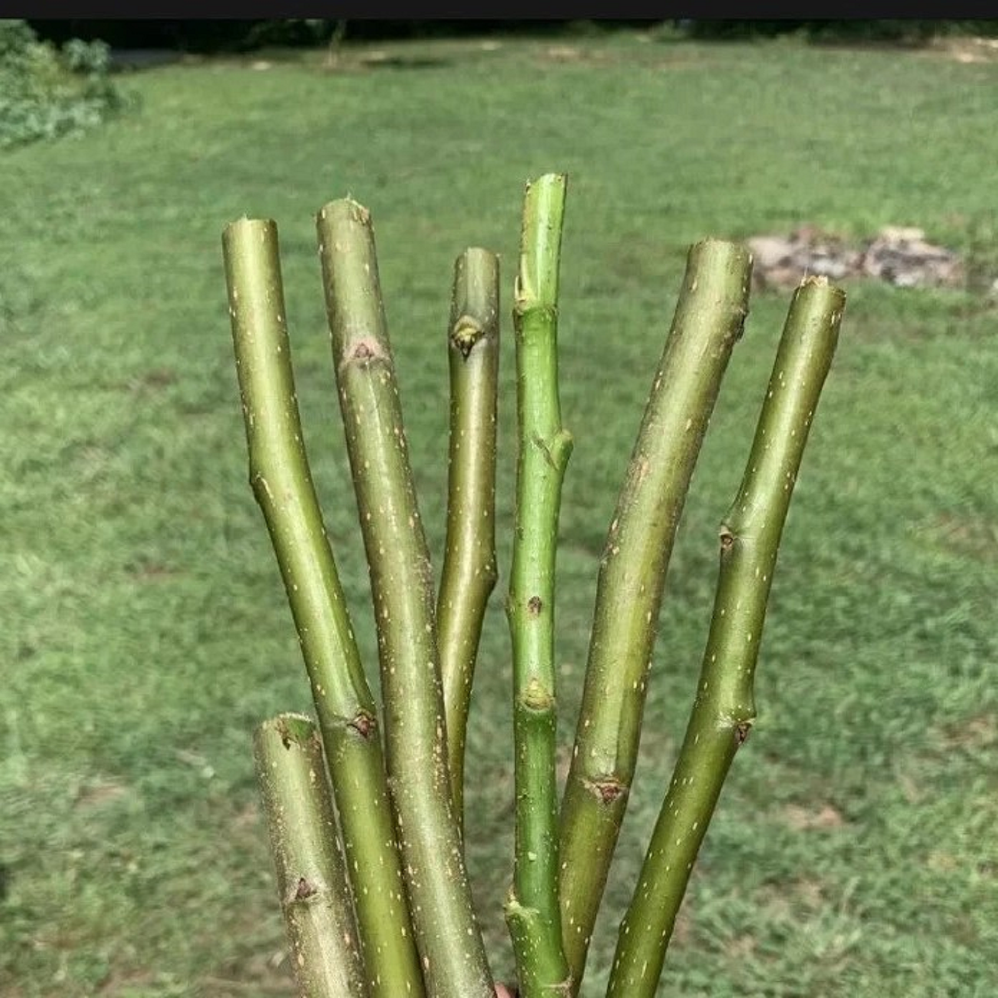 Pear Tree - Unrooted Cuttings