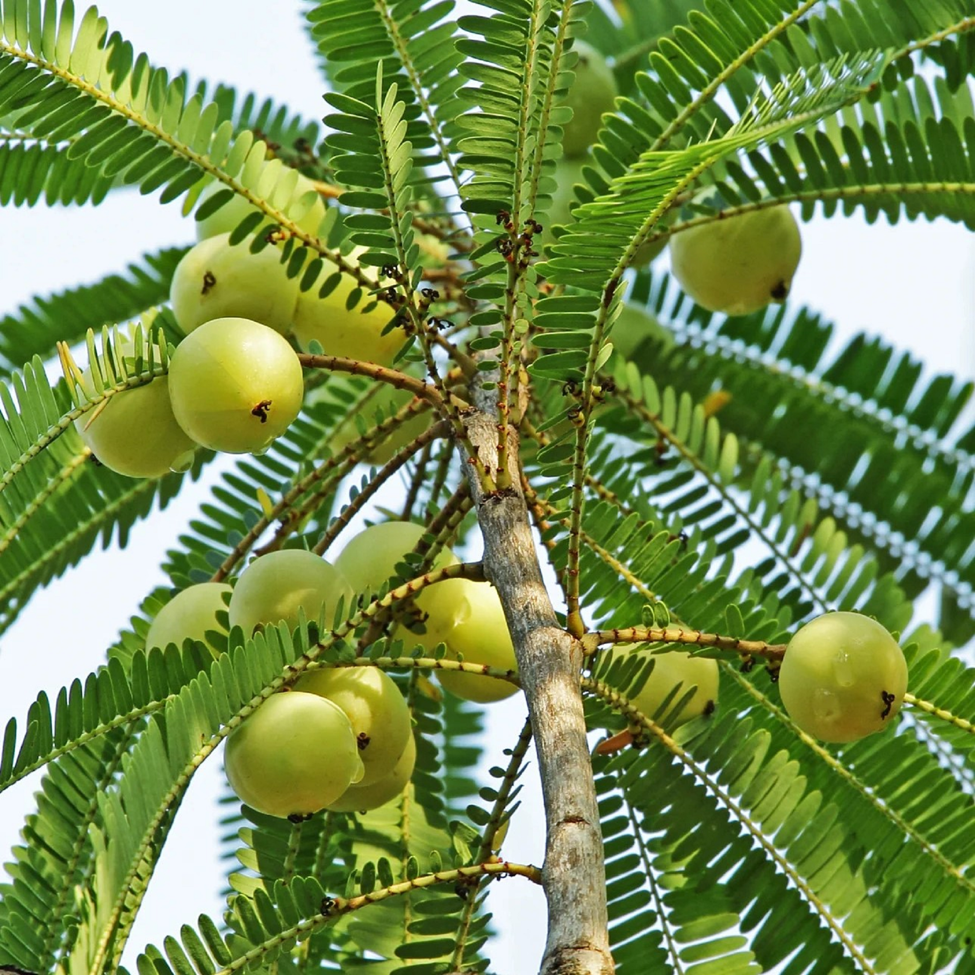 Indian Amla Plant - Pre Order for April 2024